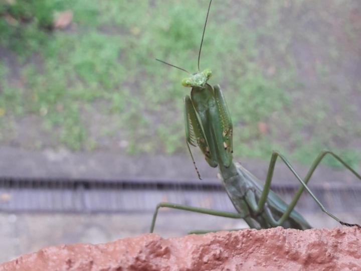 Iguanitas Lodge