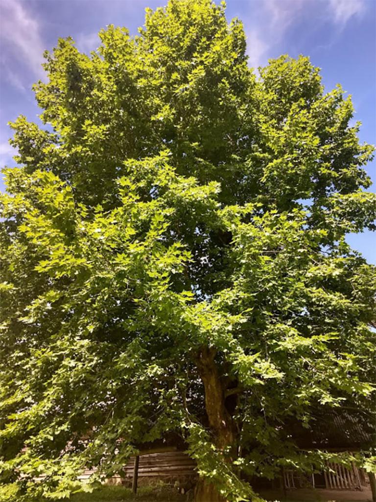 Photo 39