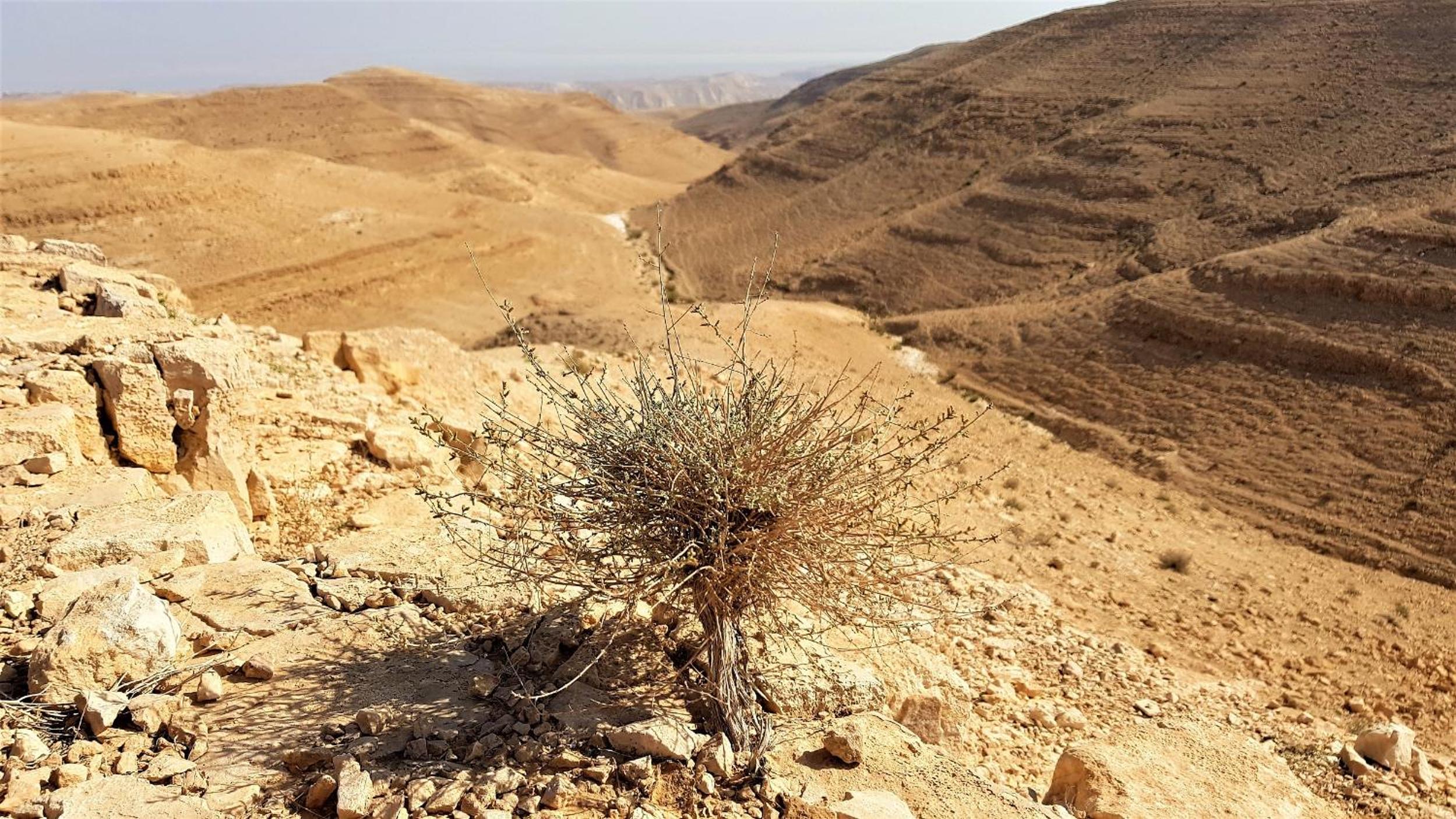 Dead Sea Sun Guest House, photo 46