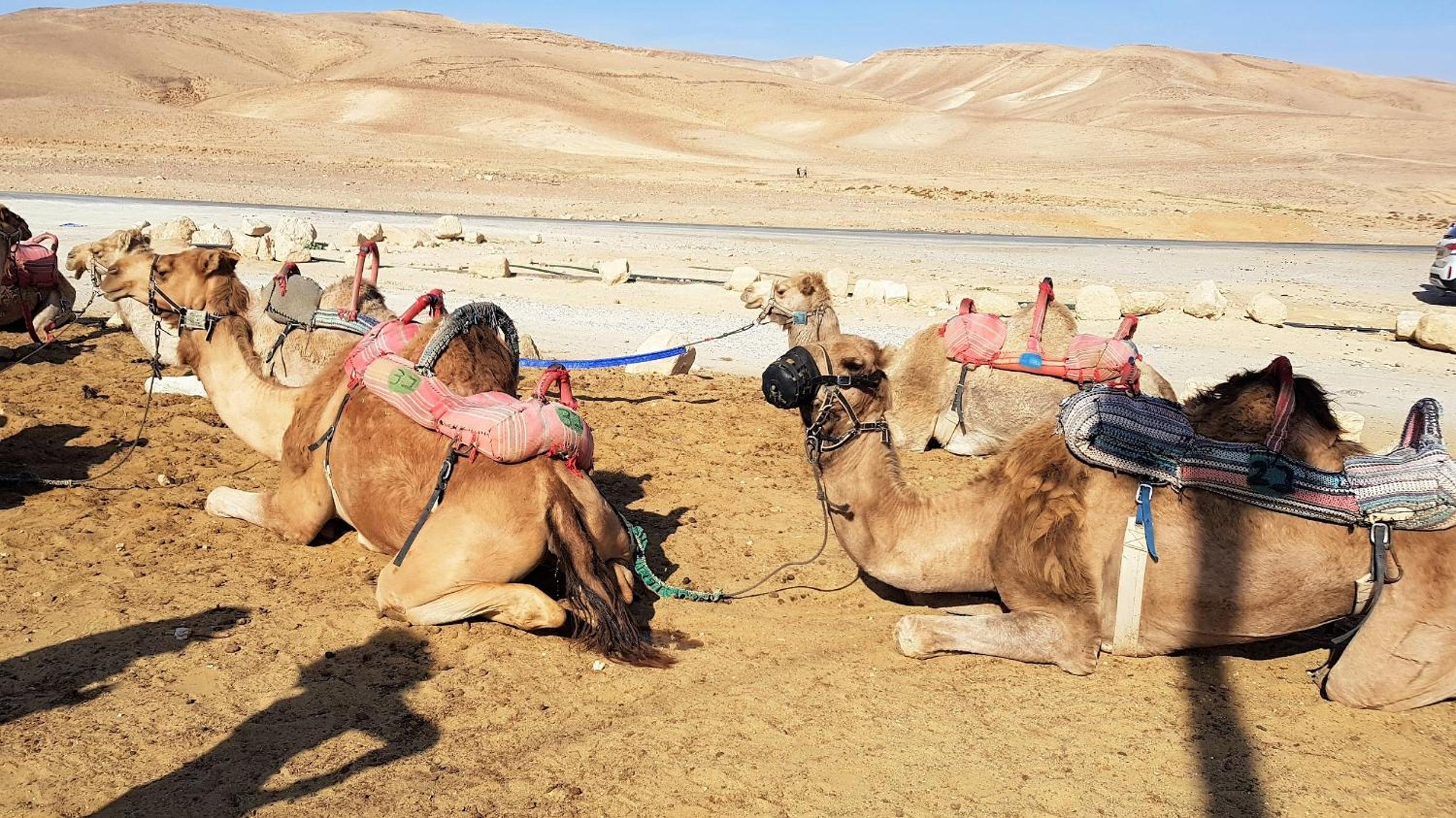 Dead Sea Sun Guest House, photo 18