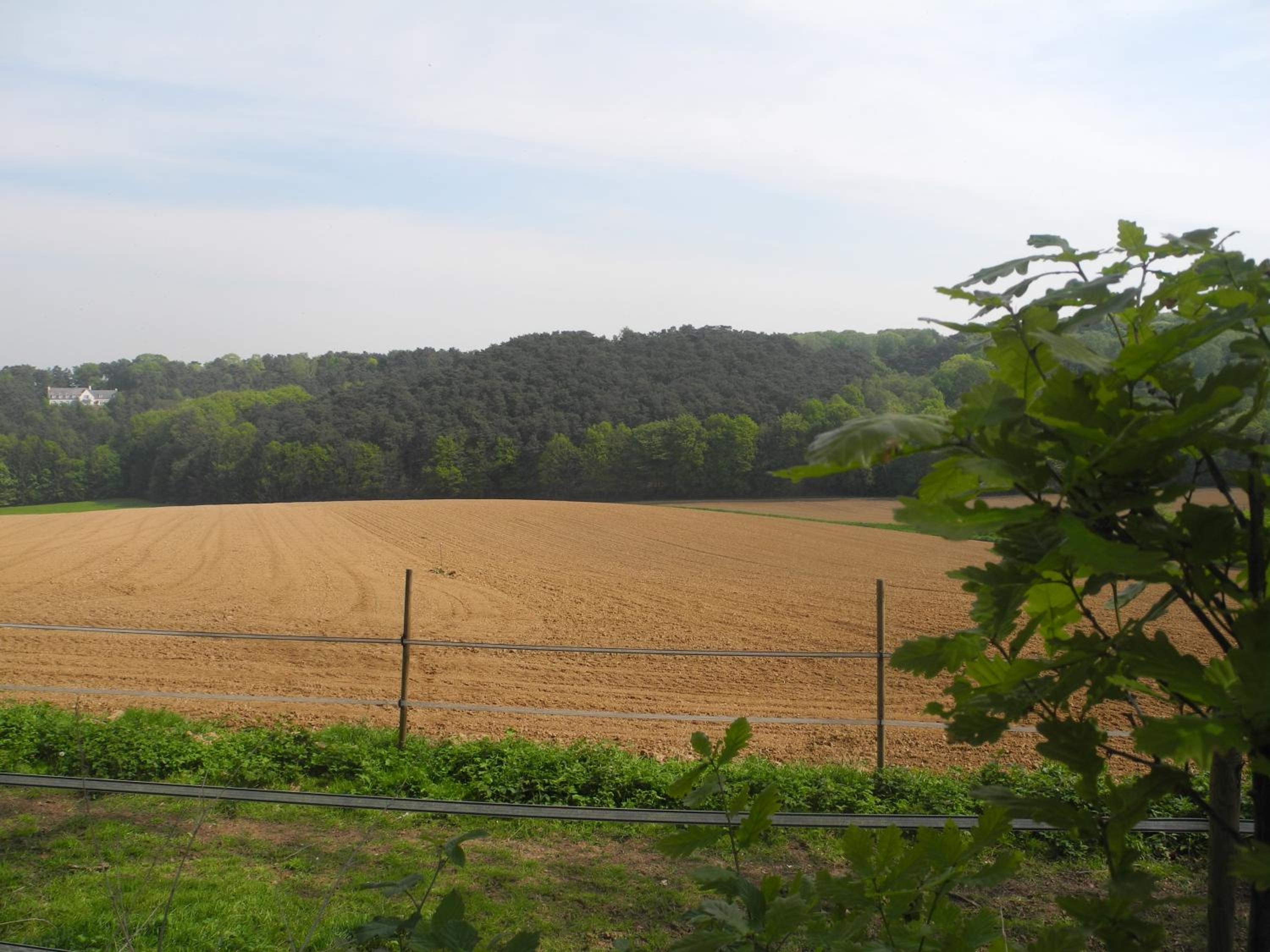 Le Goupil