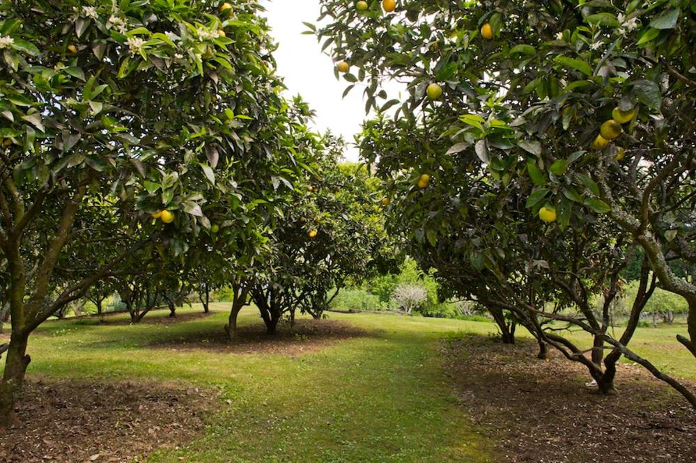 Mercury Orchard