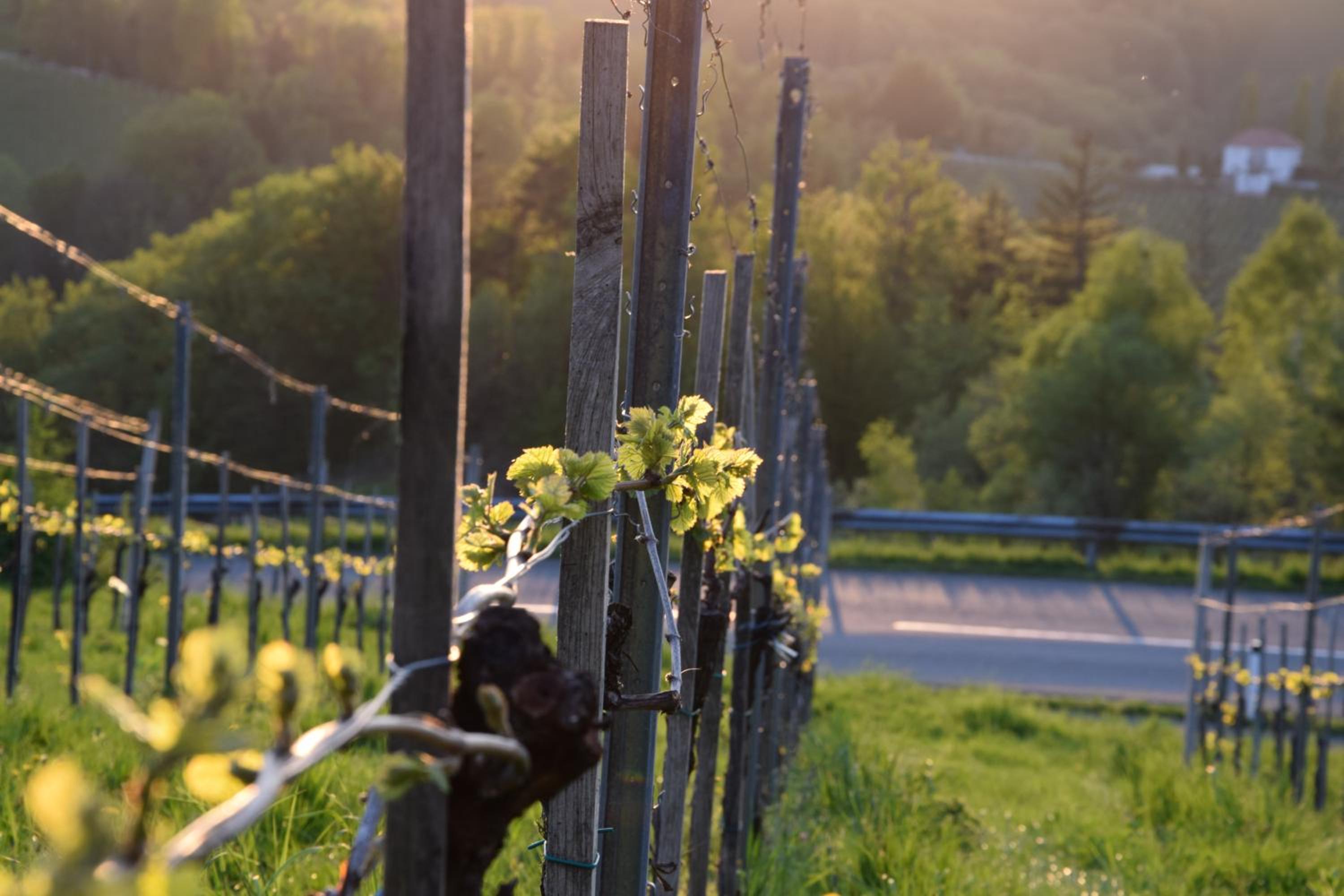 Weingut und Gästezimmer Perner
