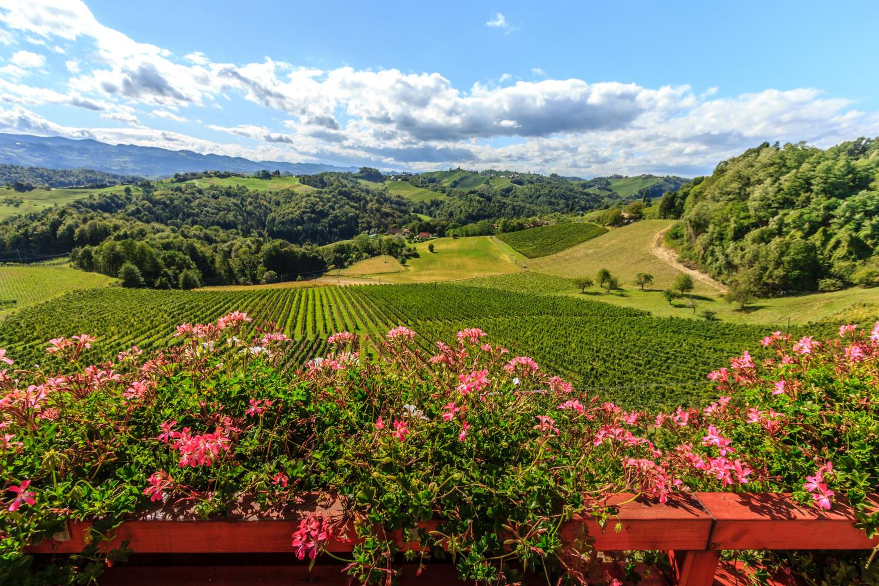 Farm Stay Jarc Vineyard view 4