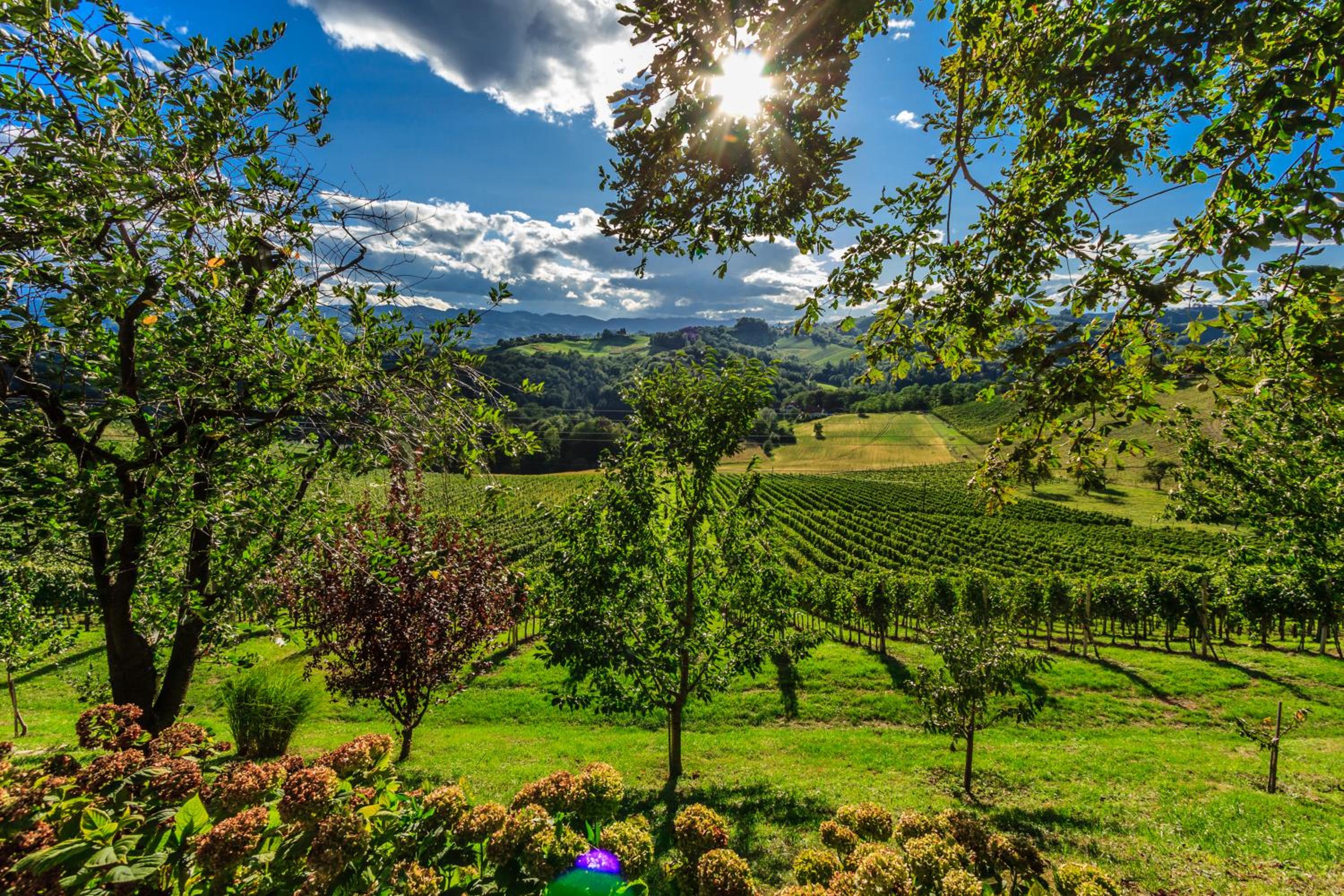 Farm Stay Jarc Vineyard view 3
