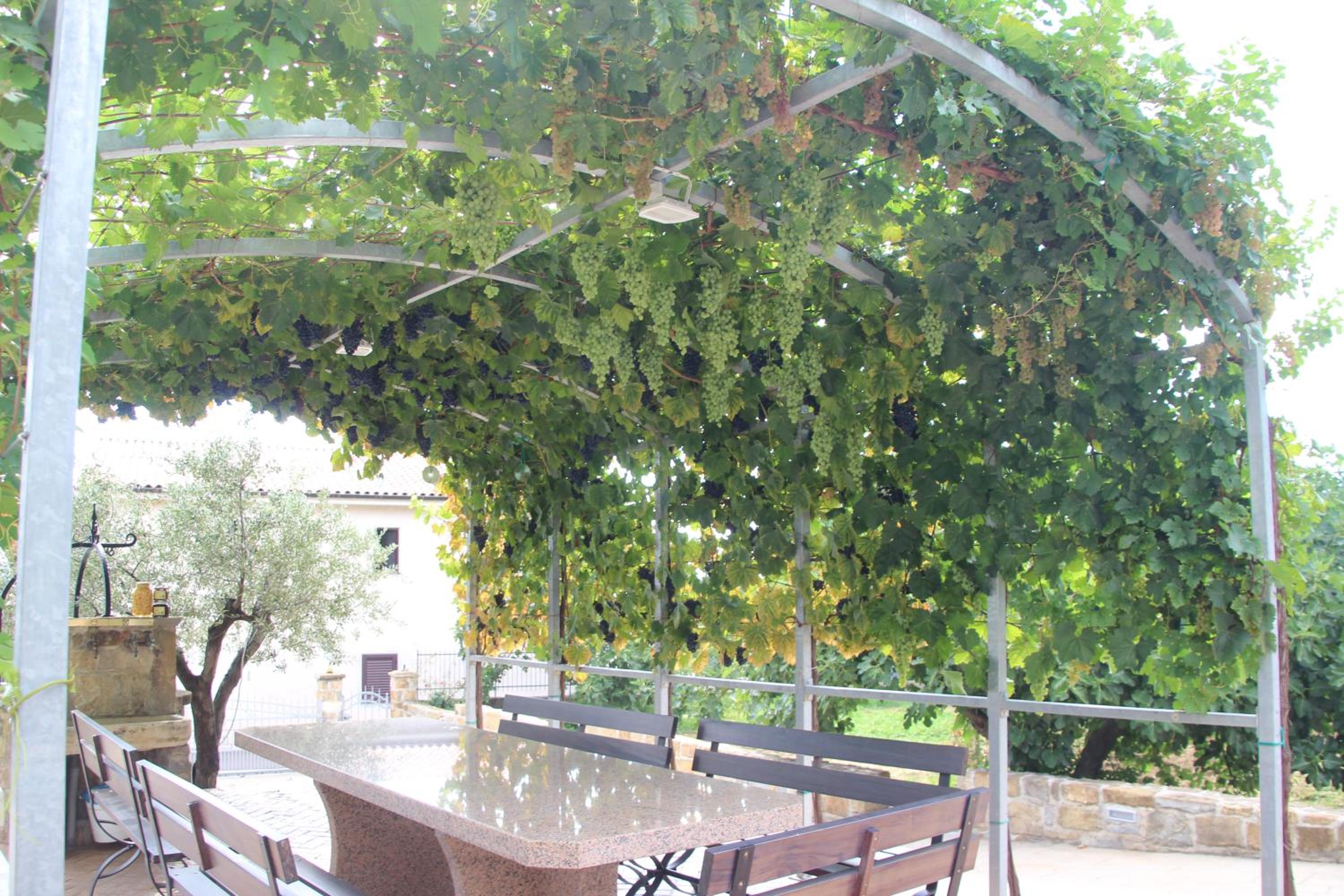 Tourist farm with Apartments Fig tree view 4