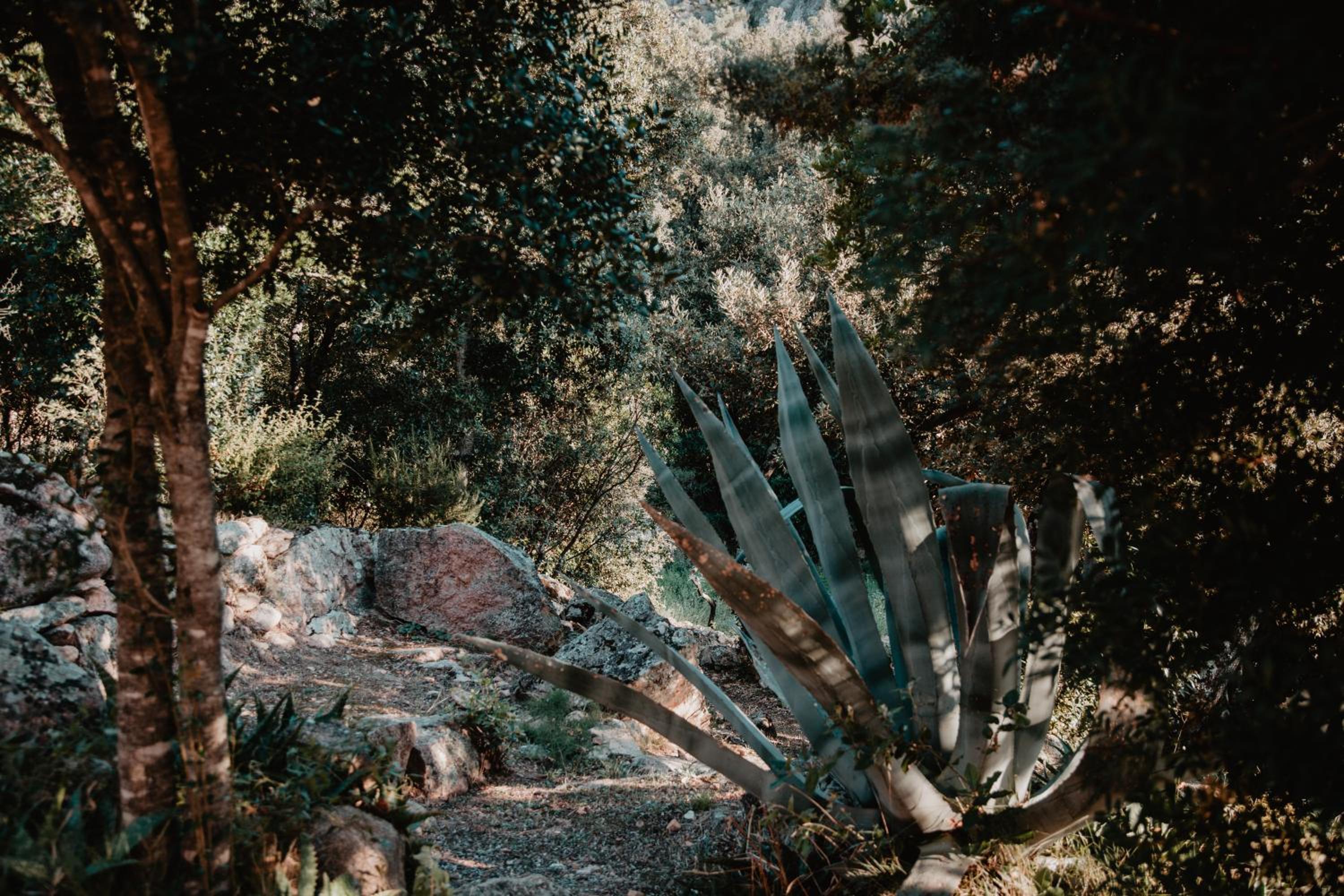 garden
