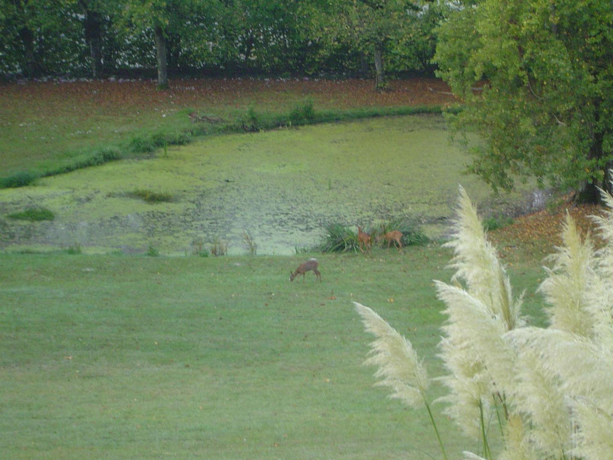 Photo 44