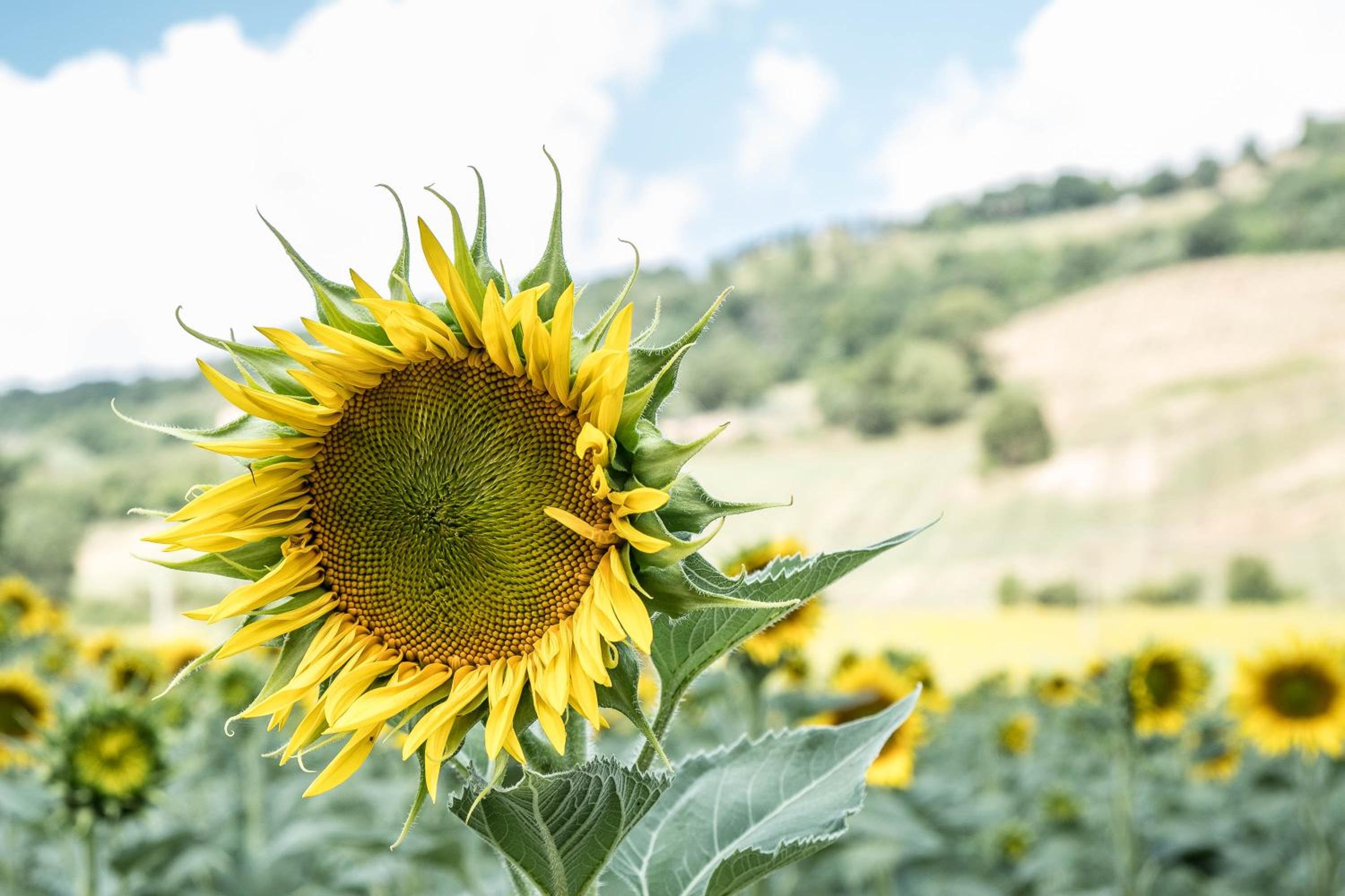 Agriturismo Goccia di Luna