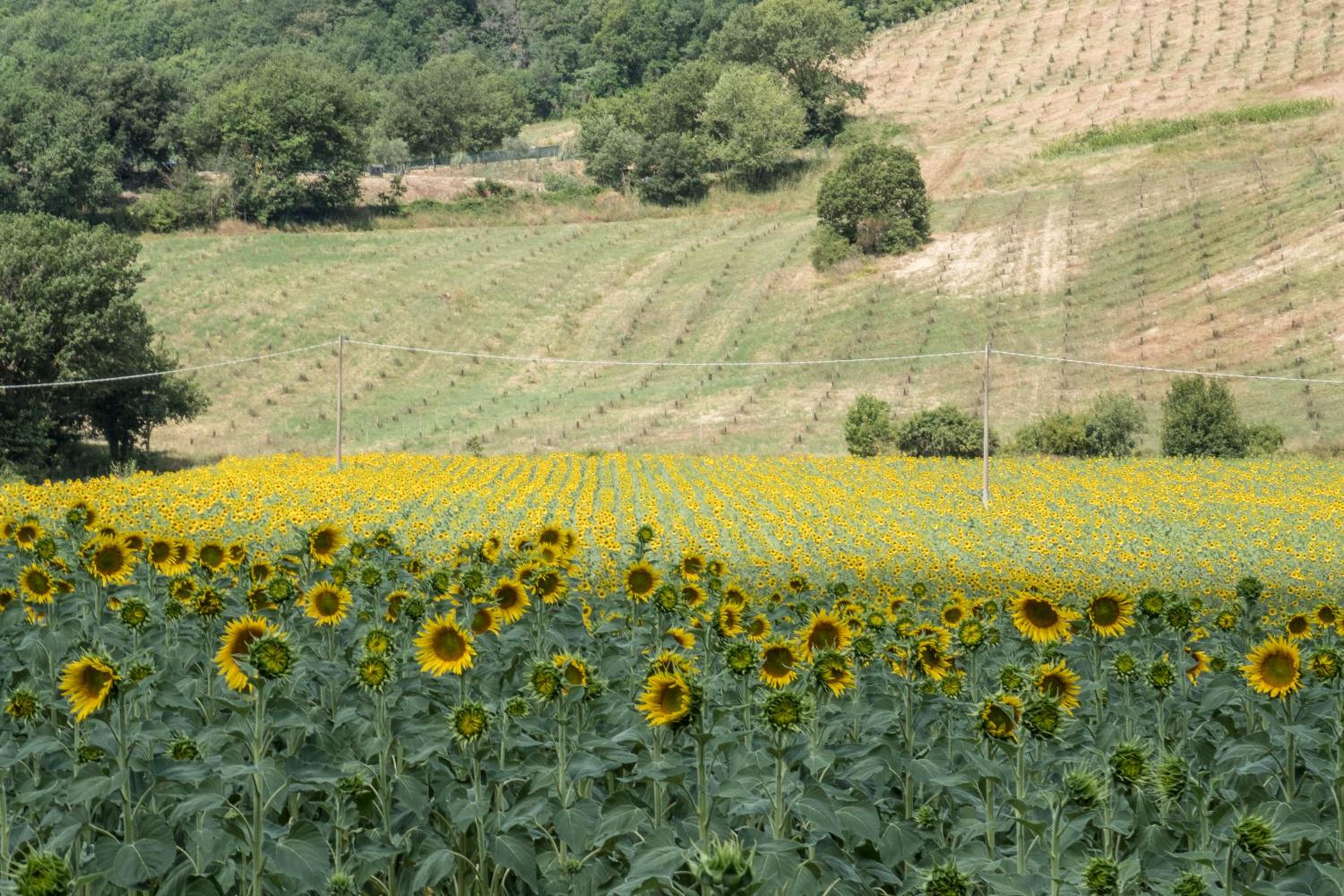 Agriturismo Goccia di Luna