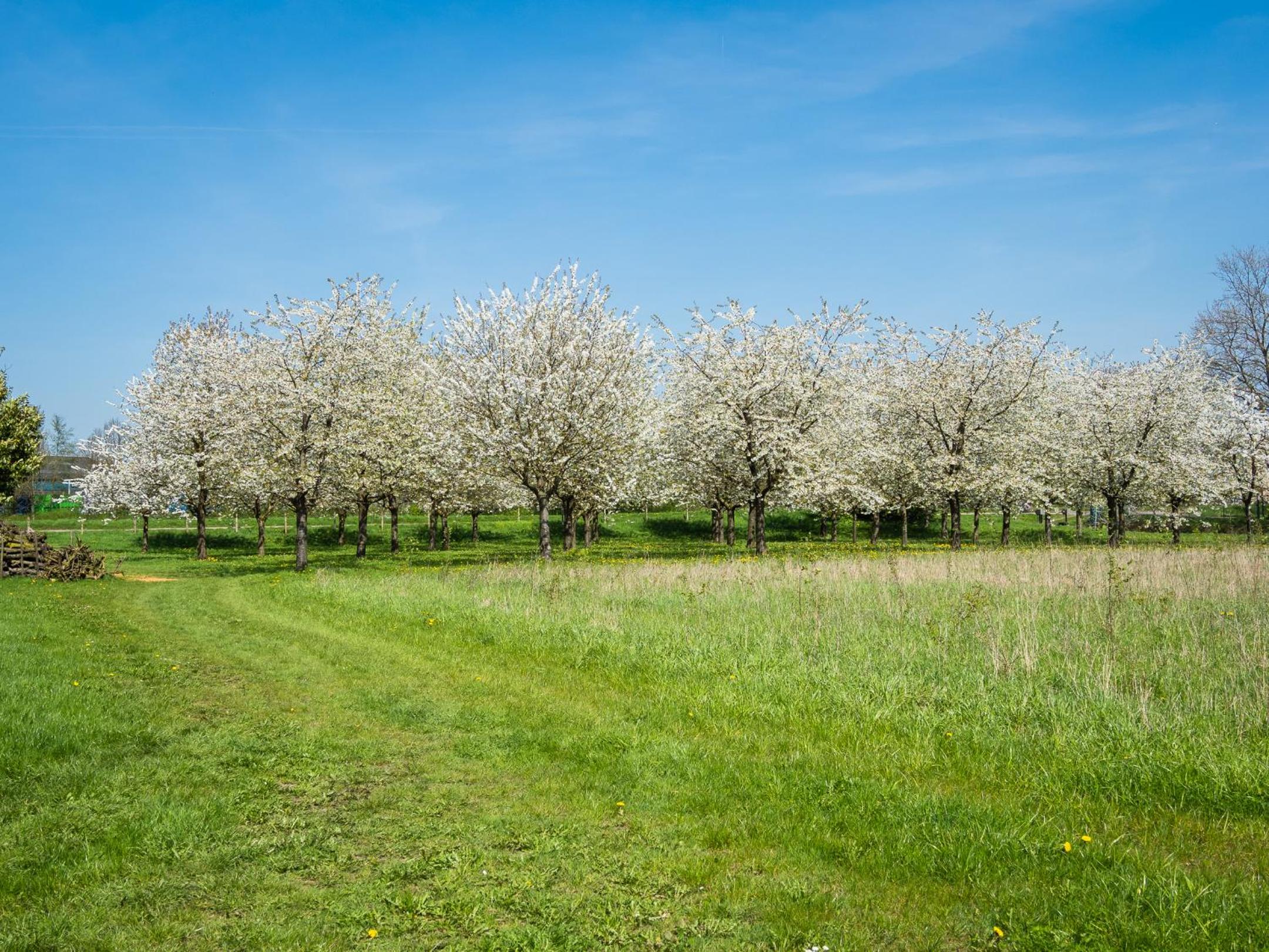 De Oosterling, photo 9