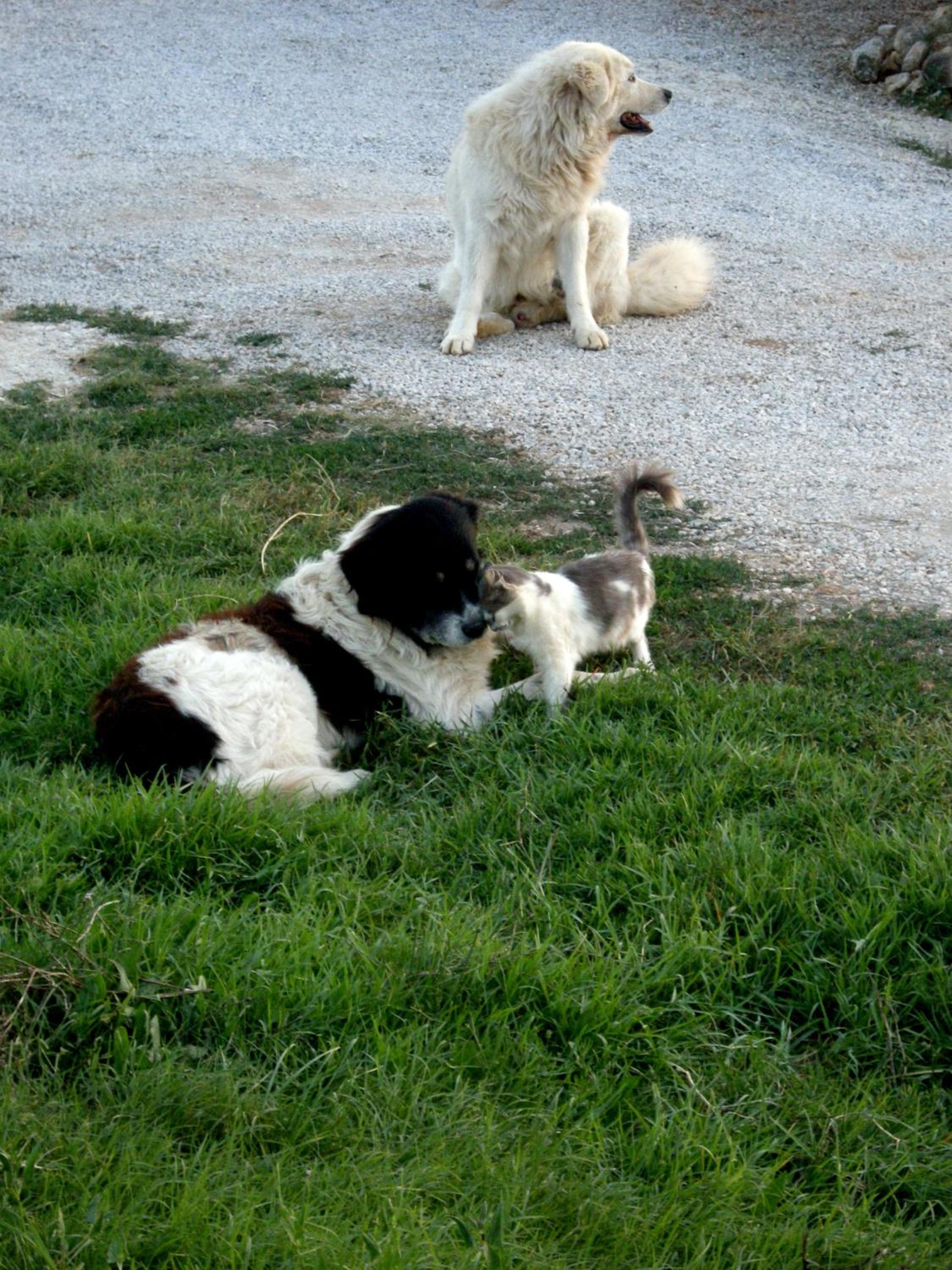 Photo 36