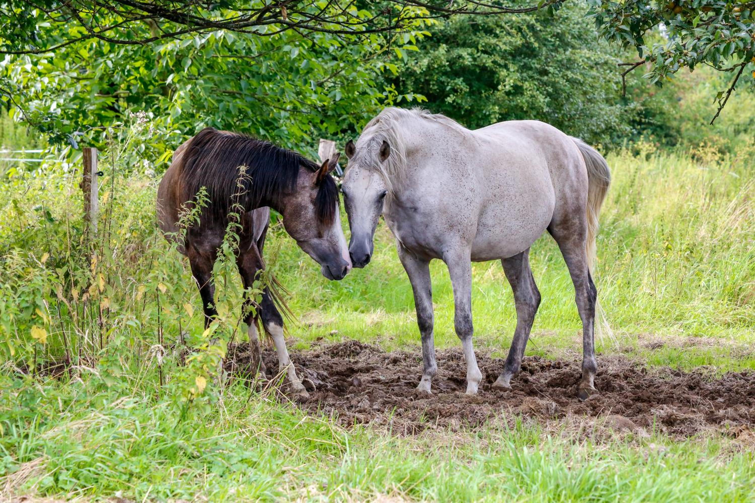Gästehaus White Horse Diedersen