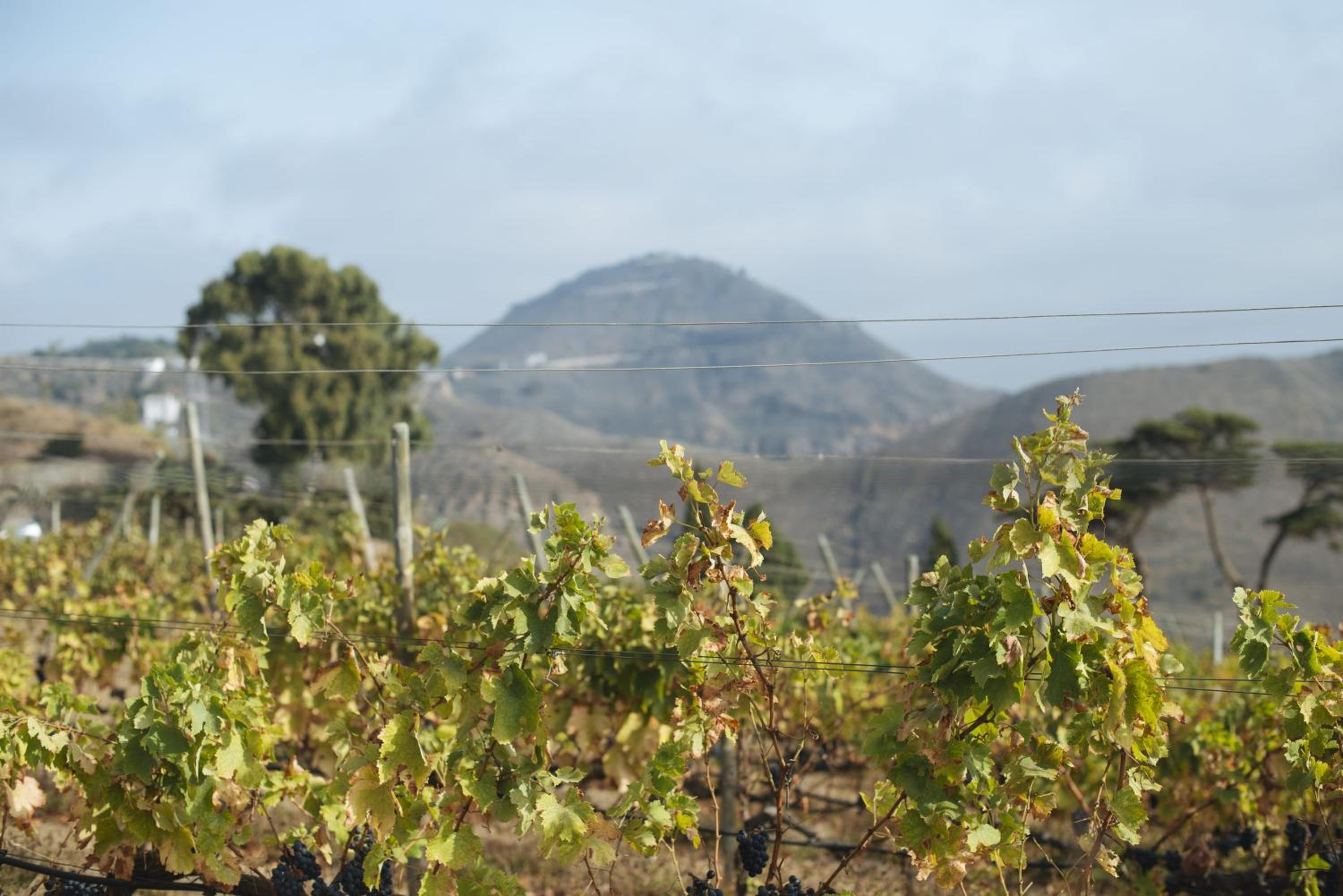 Casa Rural La Higuera Mayor view 3