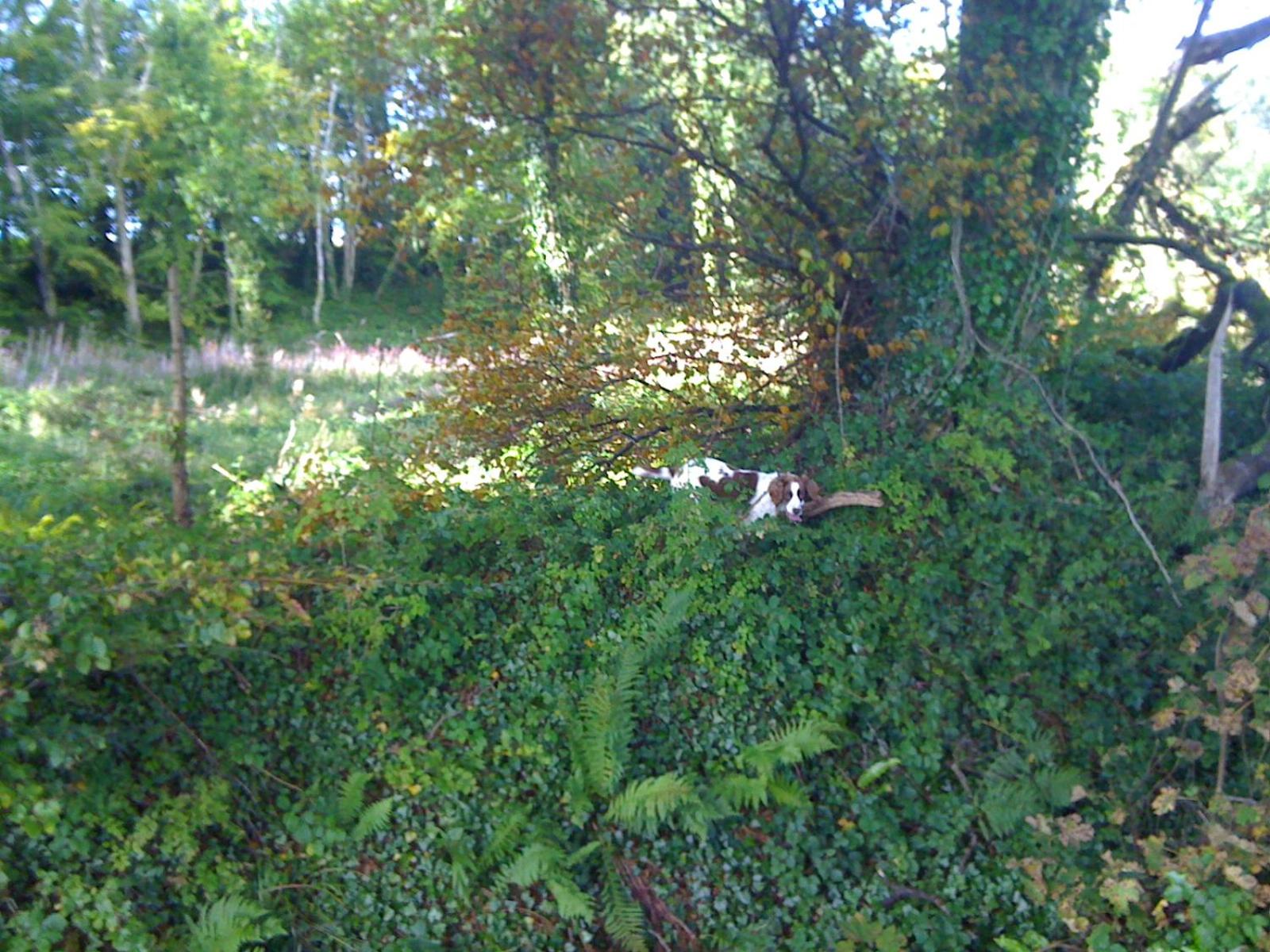 Photo 11
