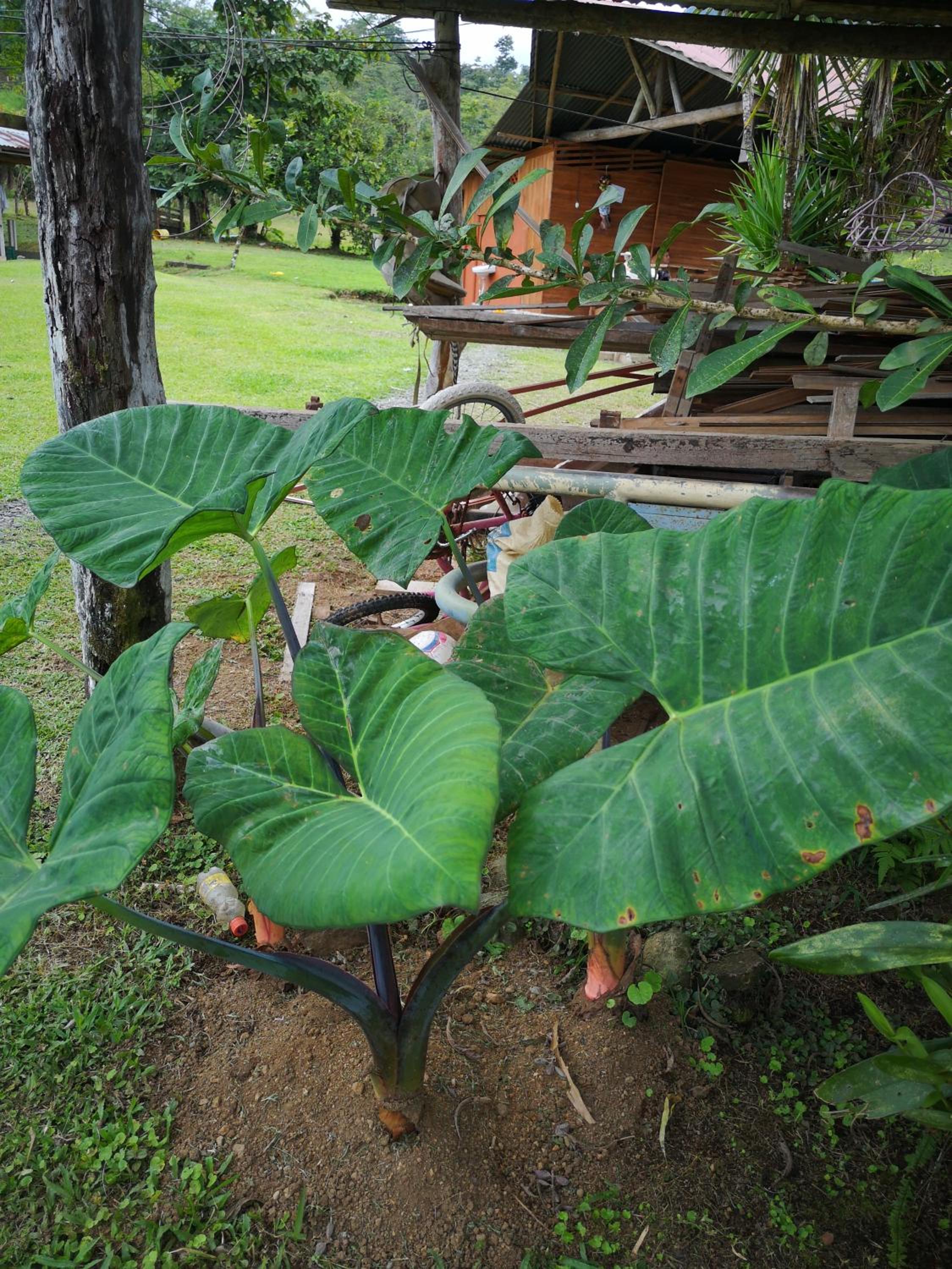 Tío Felix Eco Lodge