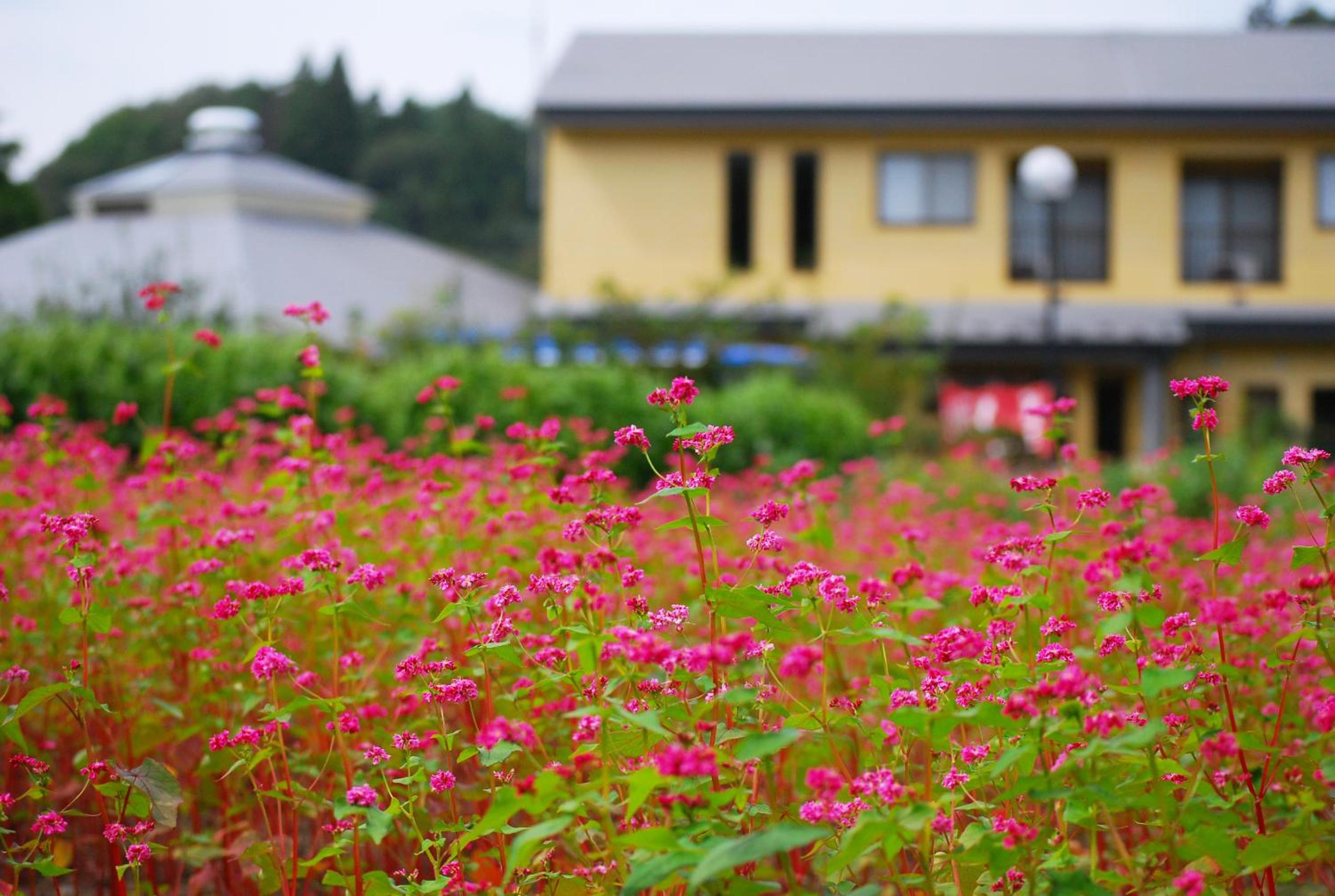Shizukatei, 平泉町 - 20