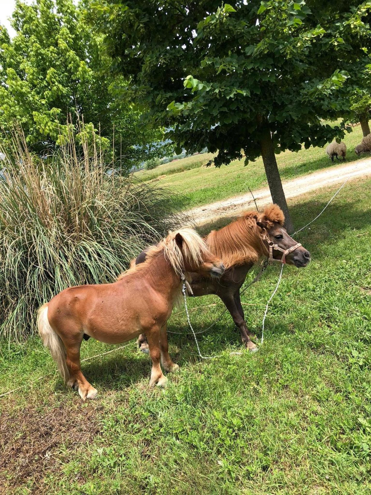Agriturismo Il Pozzo, photo 81