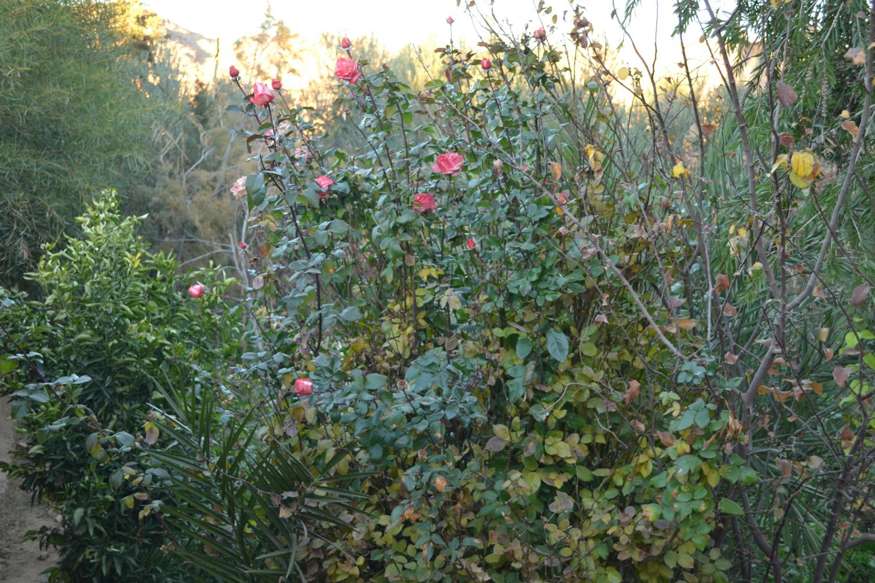 Photo 9
