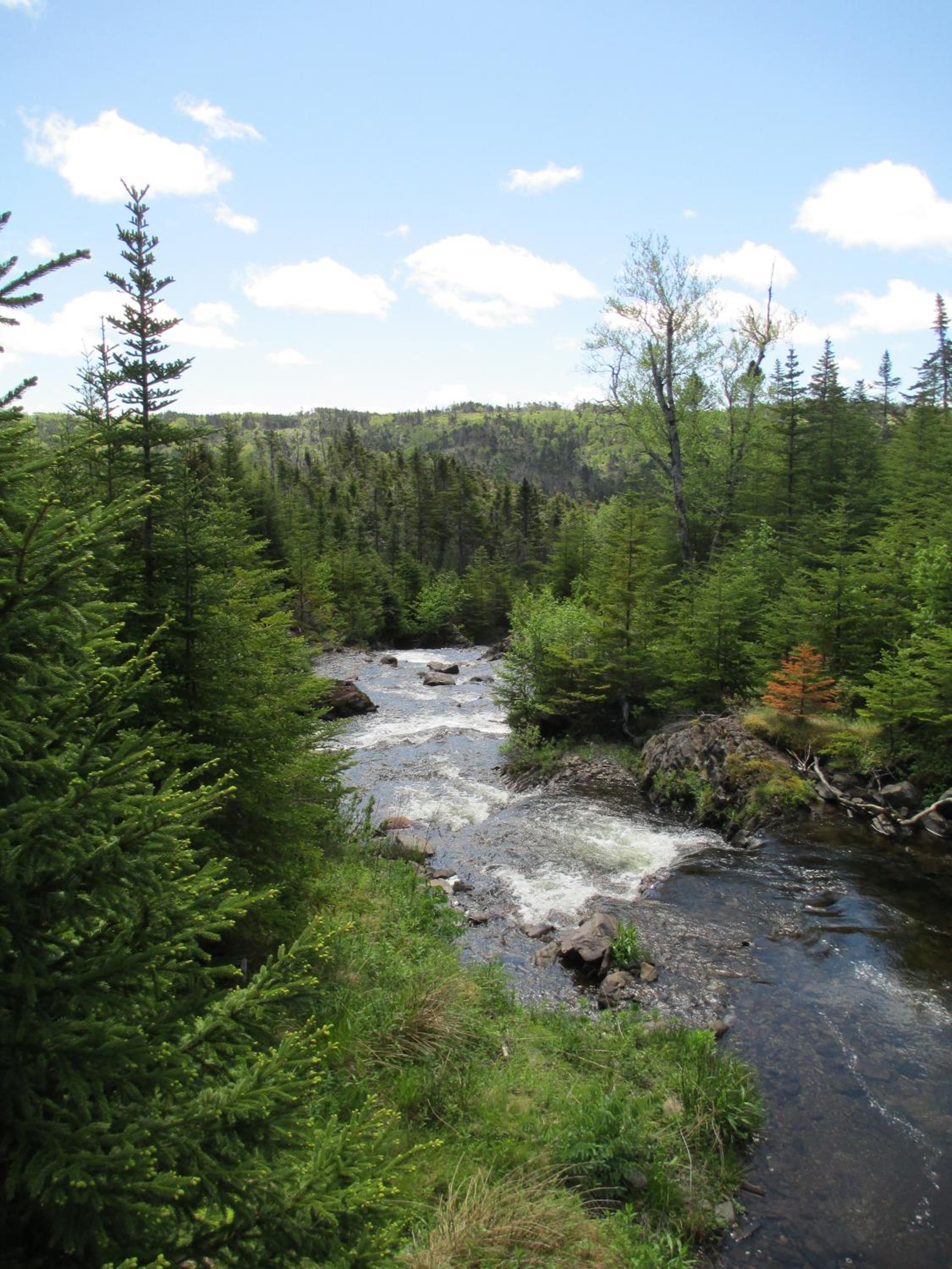 The Wilds at Salmonier River
