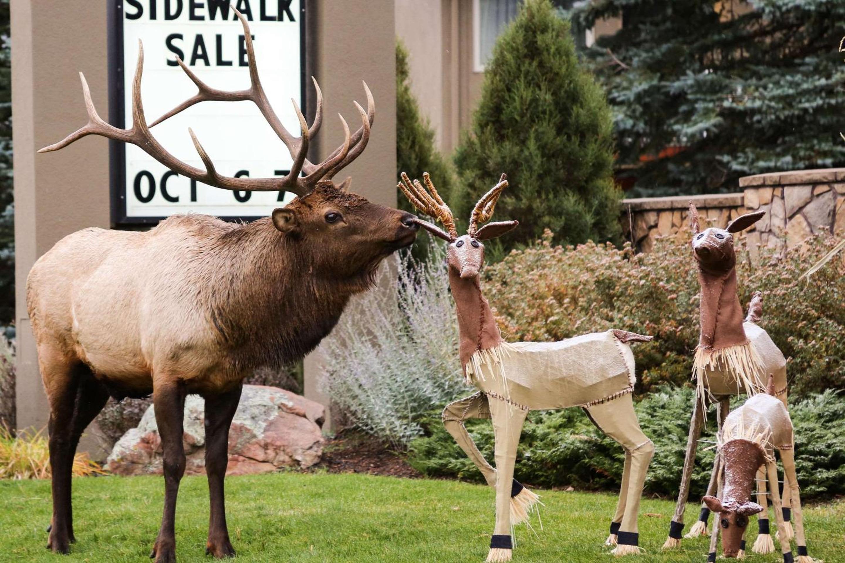 Quality Inn near Rocky Mountain National Park