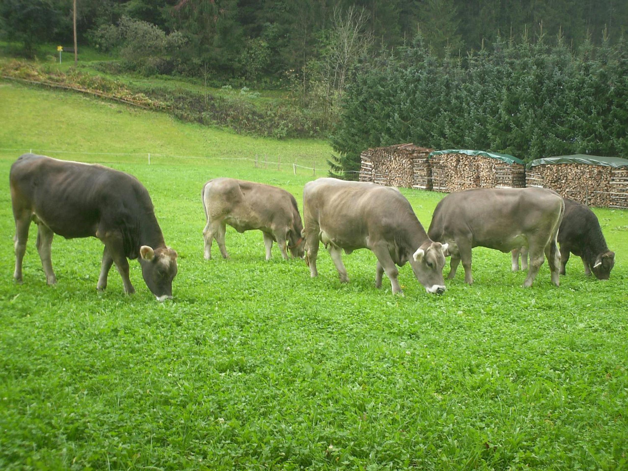 Nieslerhof