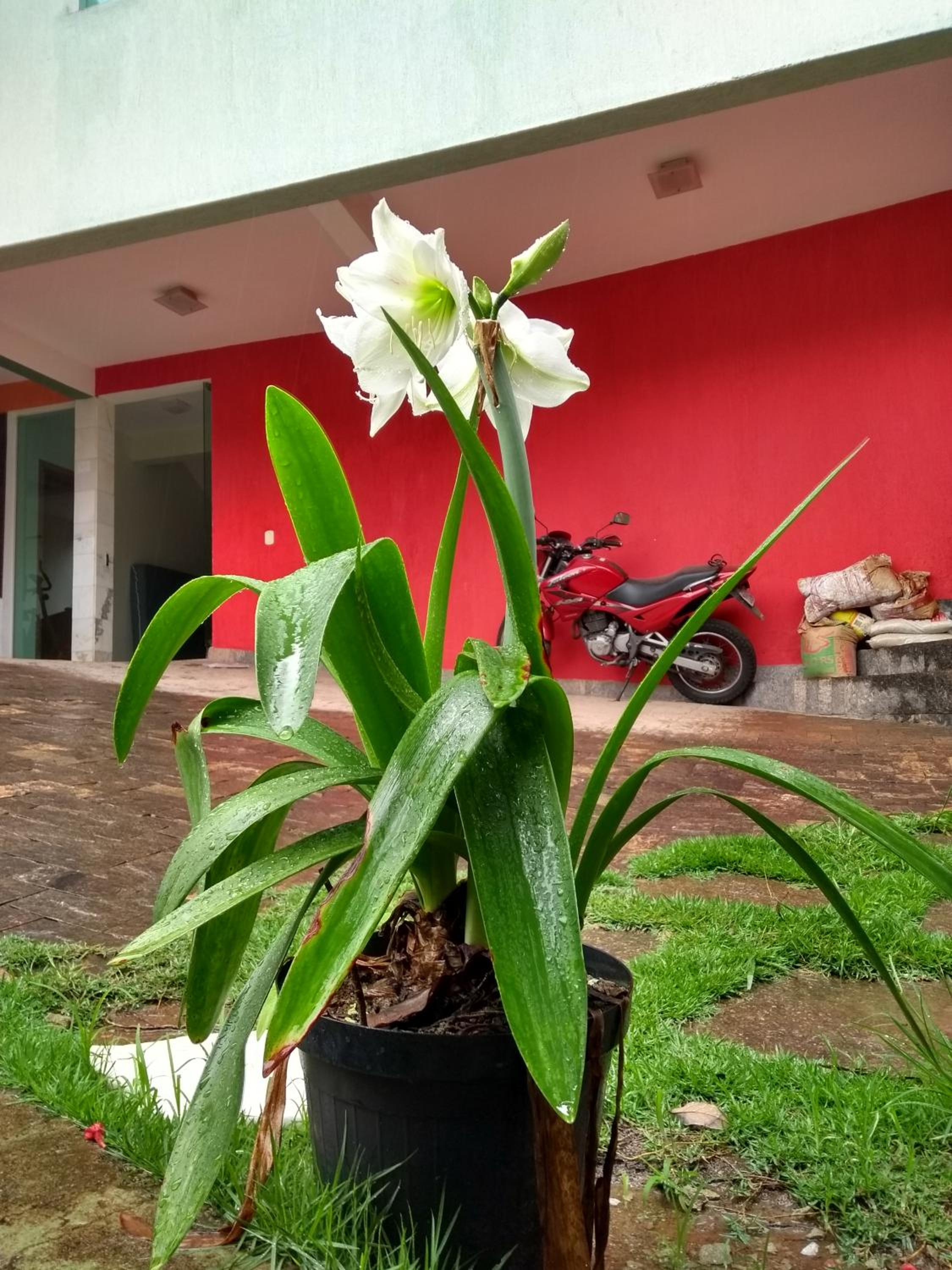 Casa verde