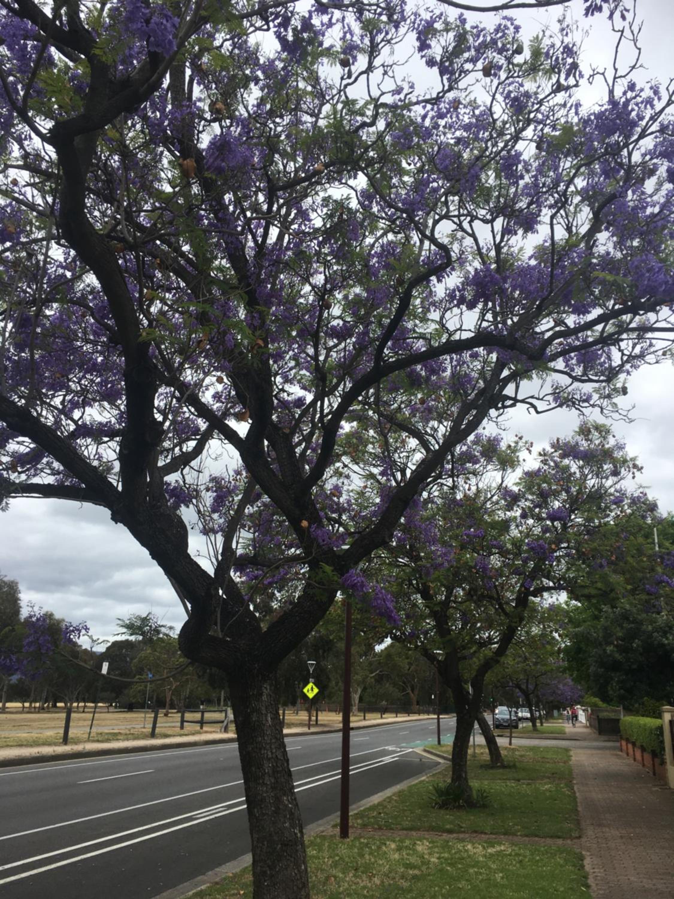 Adelaide Style Accommodation-Close to City-North Adelaide-3 Bdrm- FREE Parking view 4