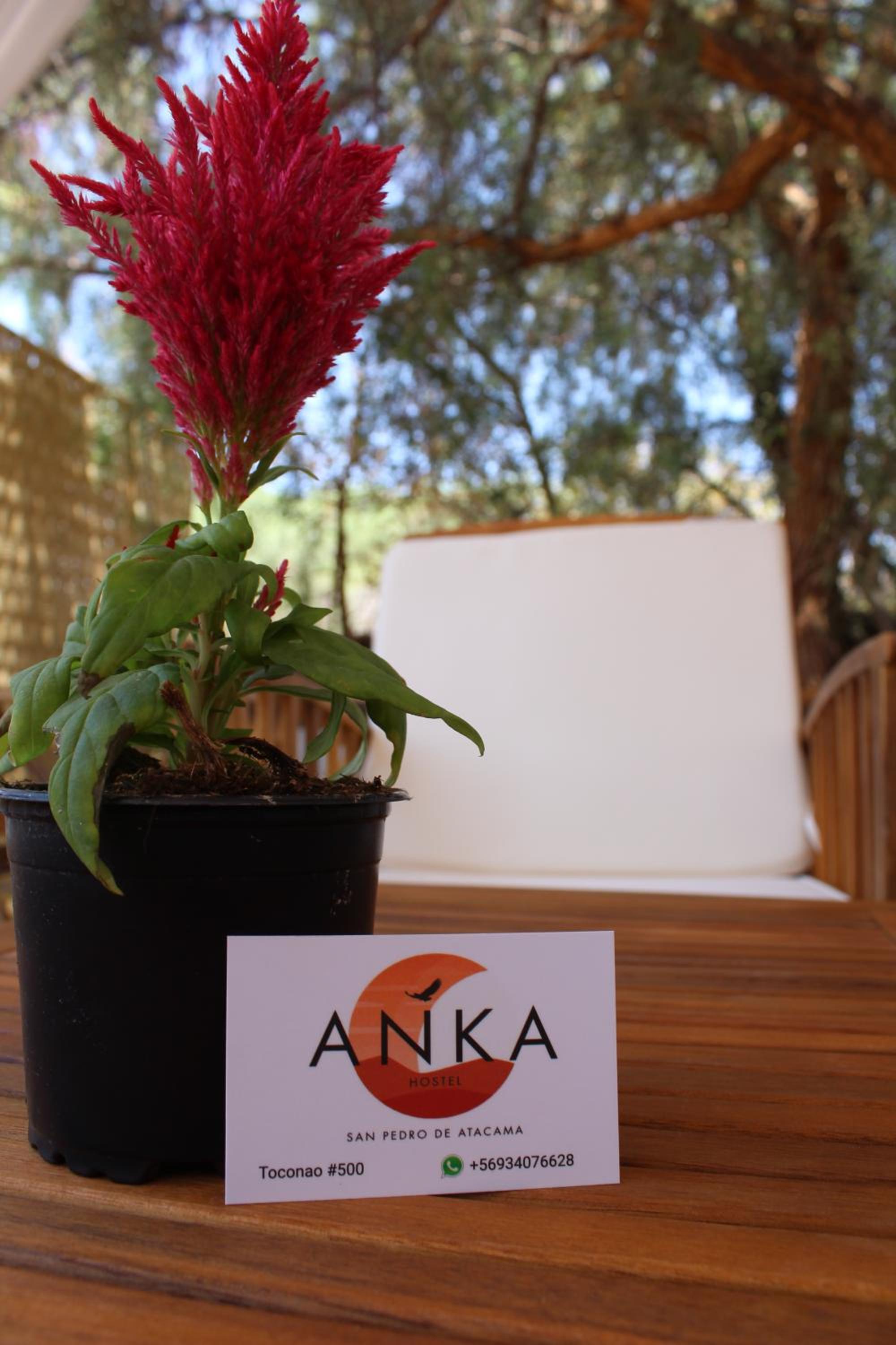 Anka Hostel