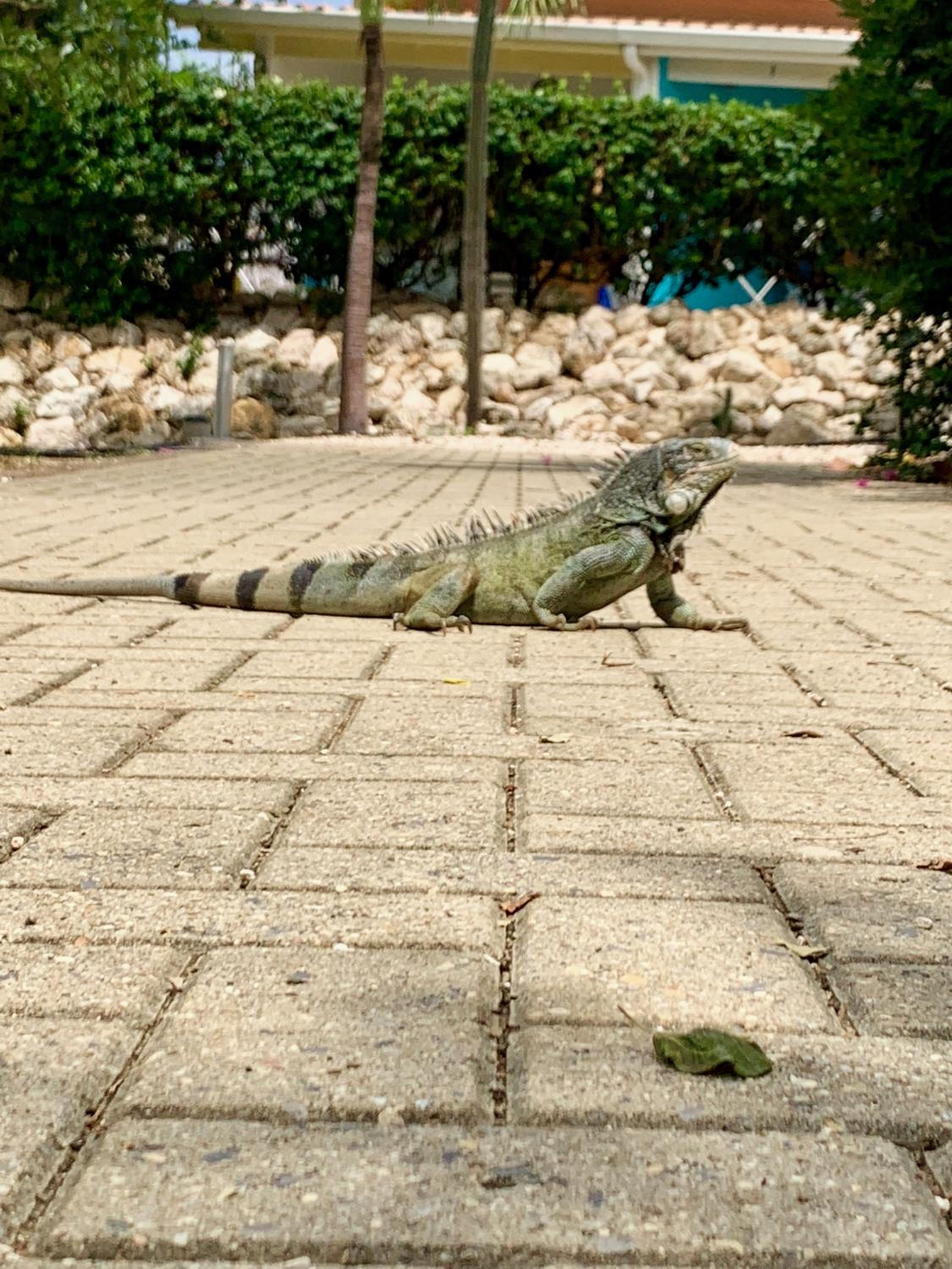 Bon Bini na Curacao