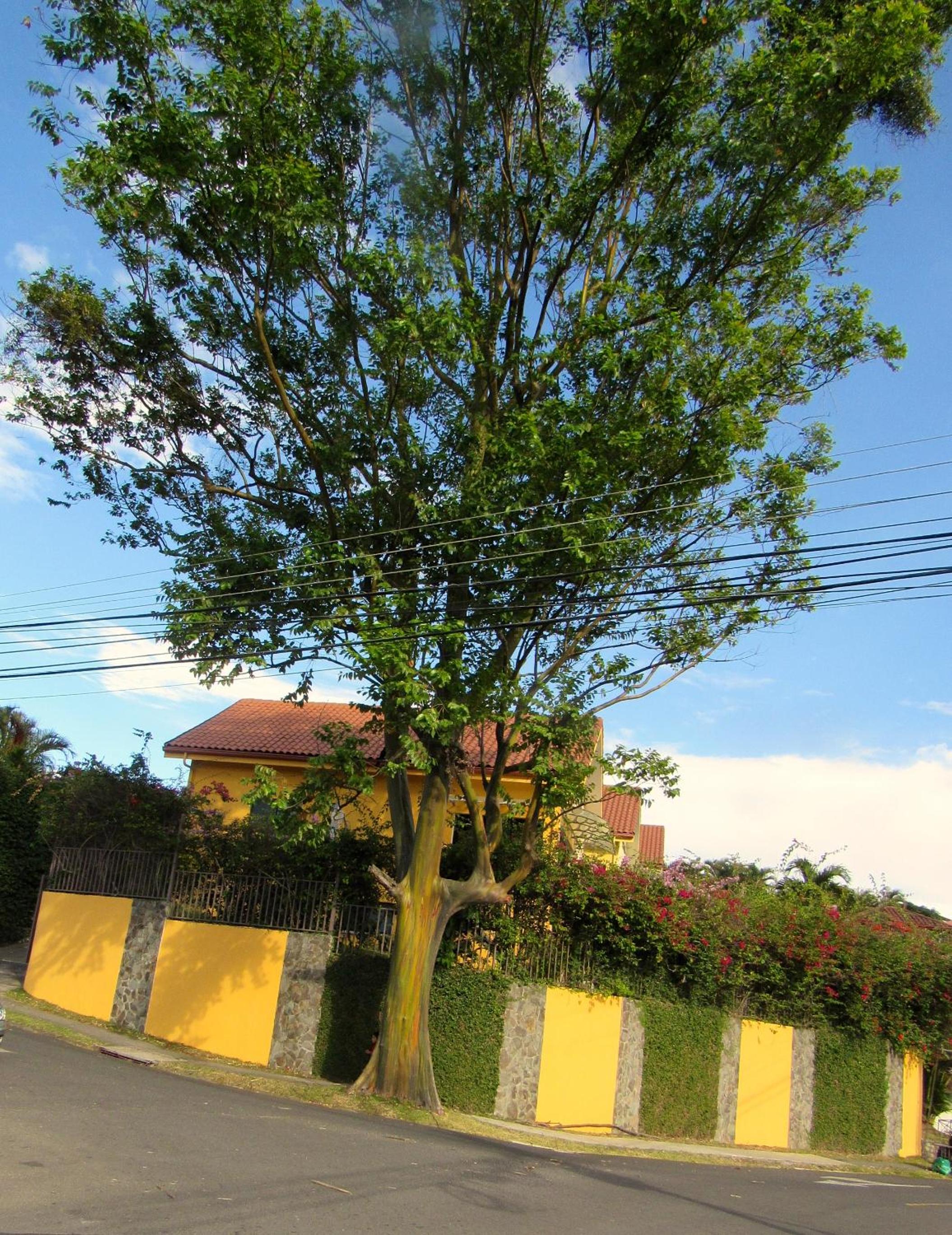 Cariari Bed & Breakfast