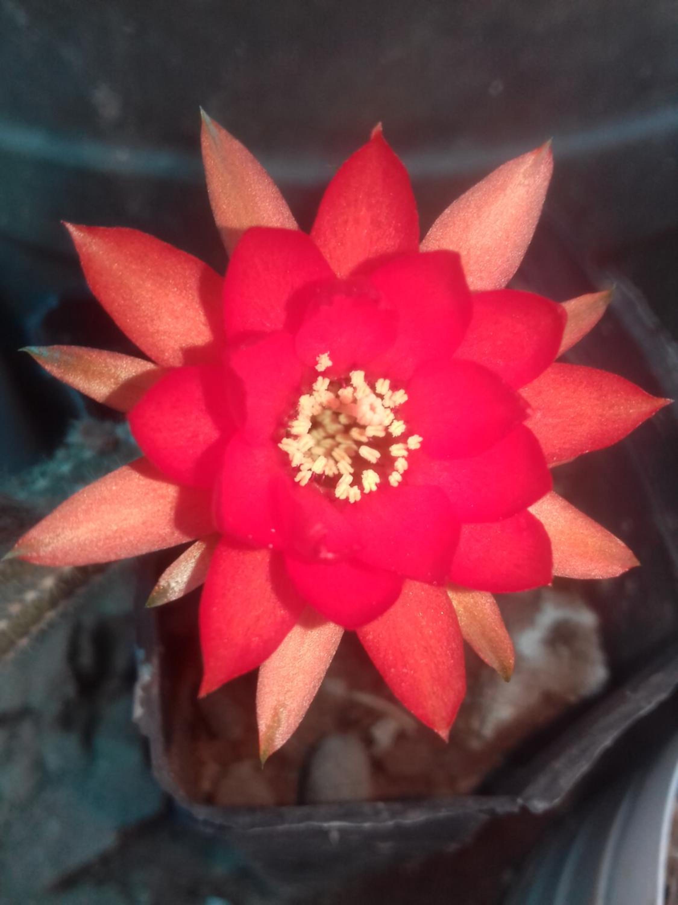 Hospedaje Familiar Raza Mistica