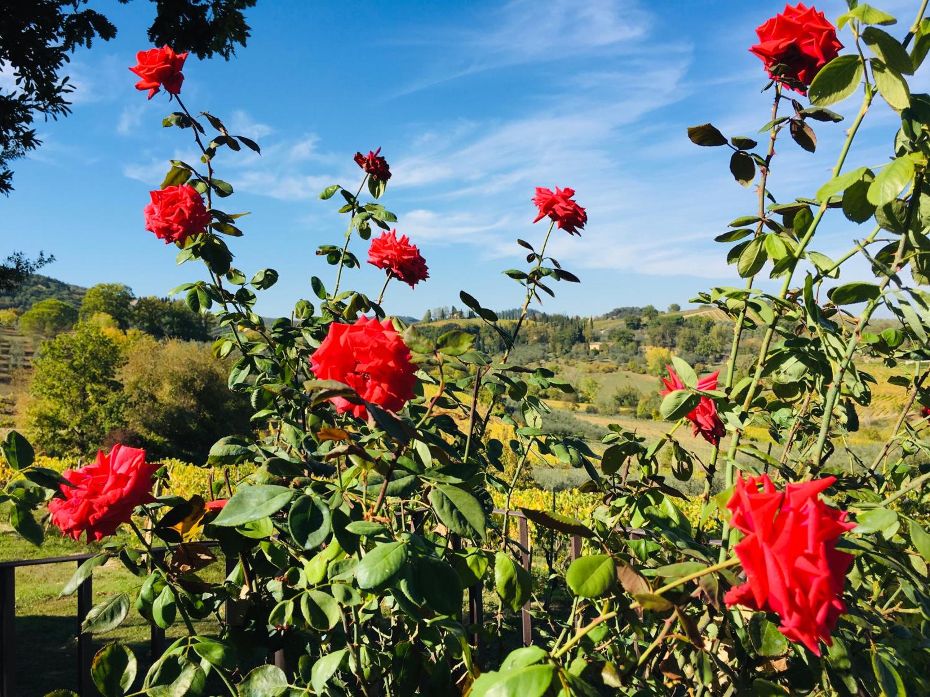 Podere Bellavista
