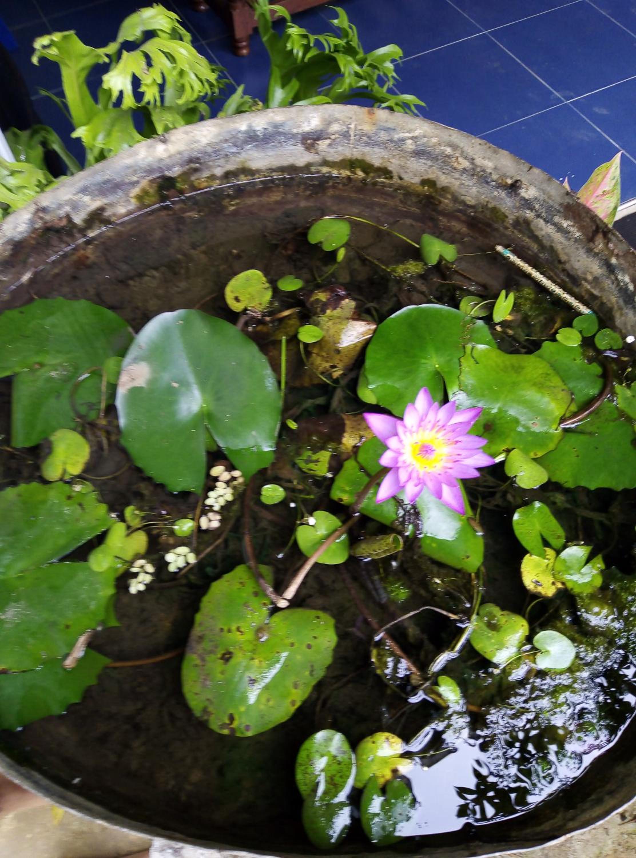 Photo 44