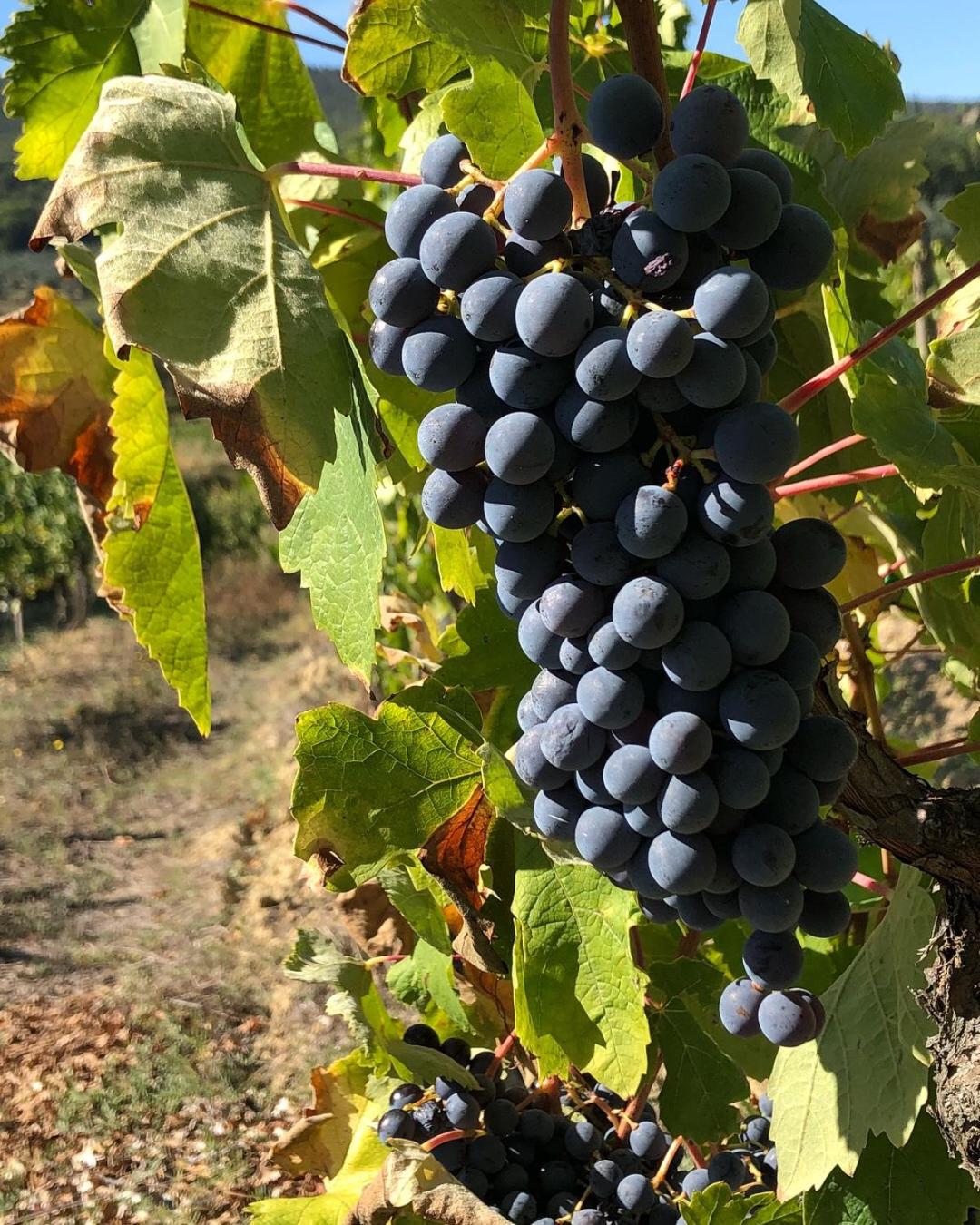 Podere Bellavista