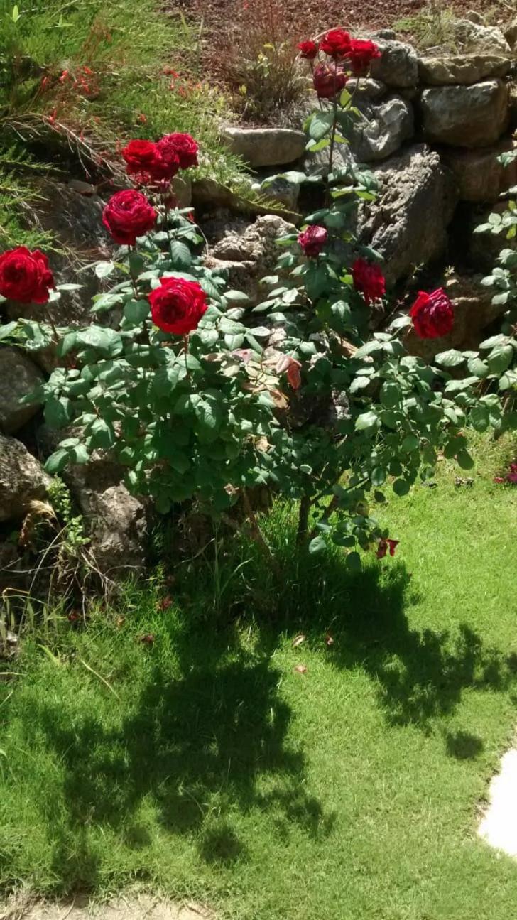 Photo 73