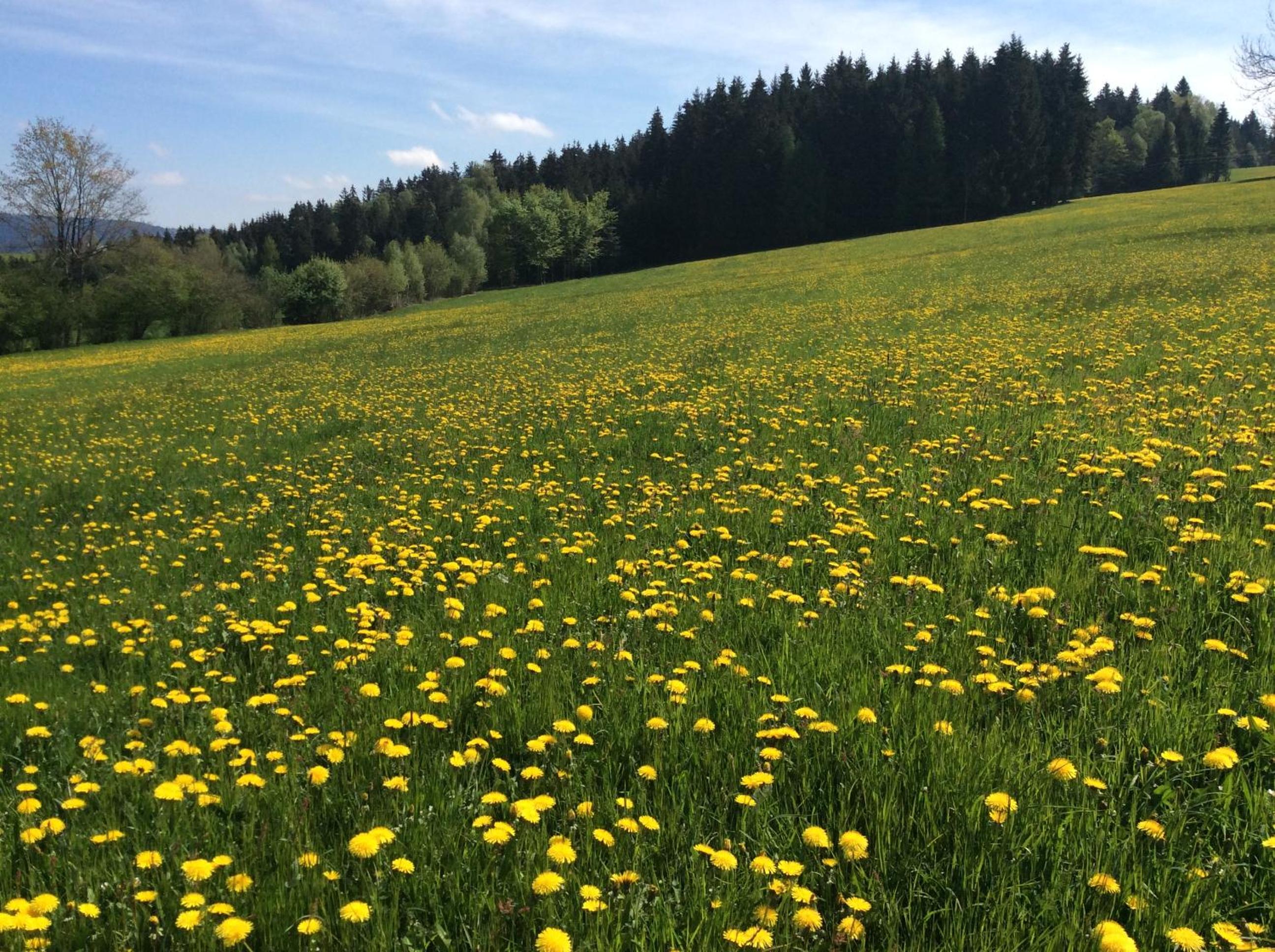 Ferienbauernhof Koller (Familie Hofer) - Urlaub am Bauernhof