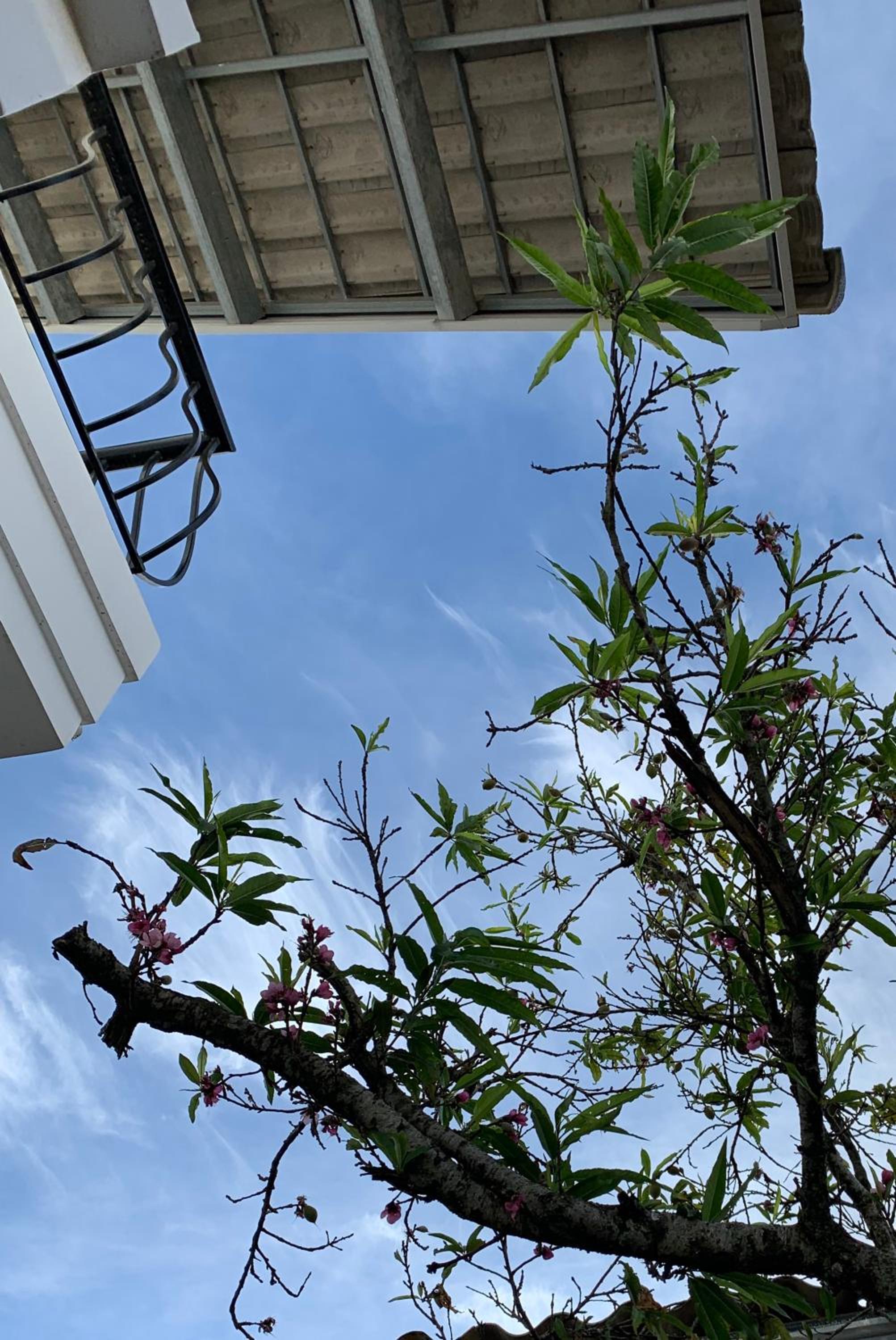 De Daisy Villa Homestay