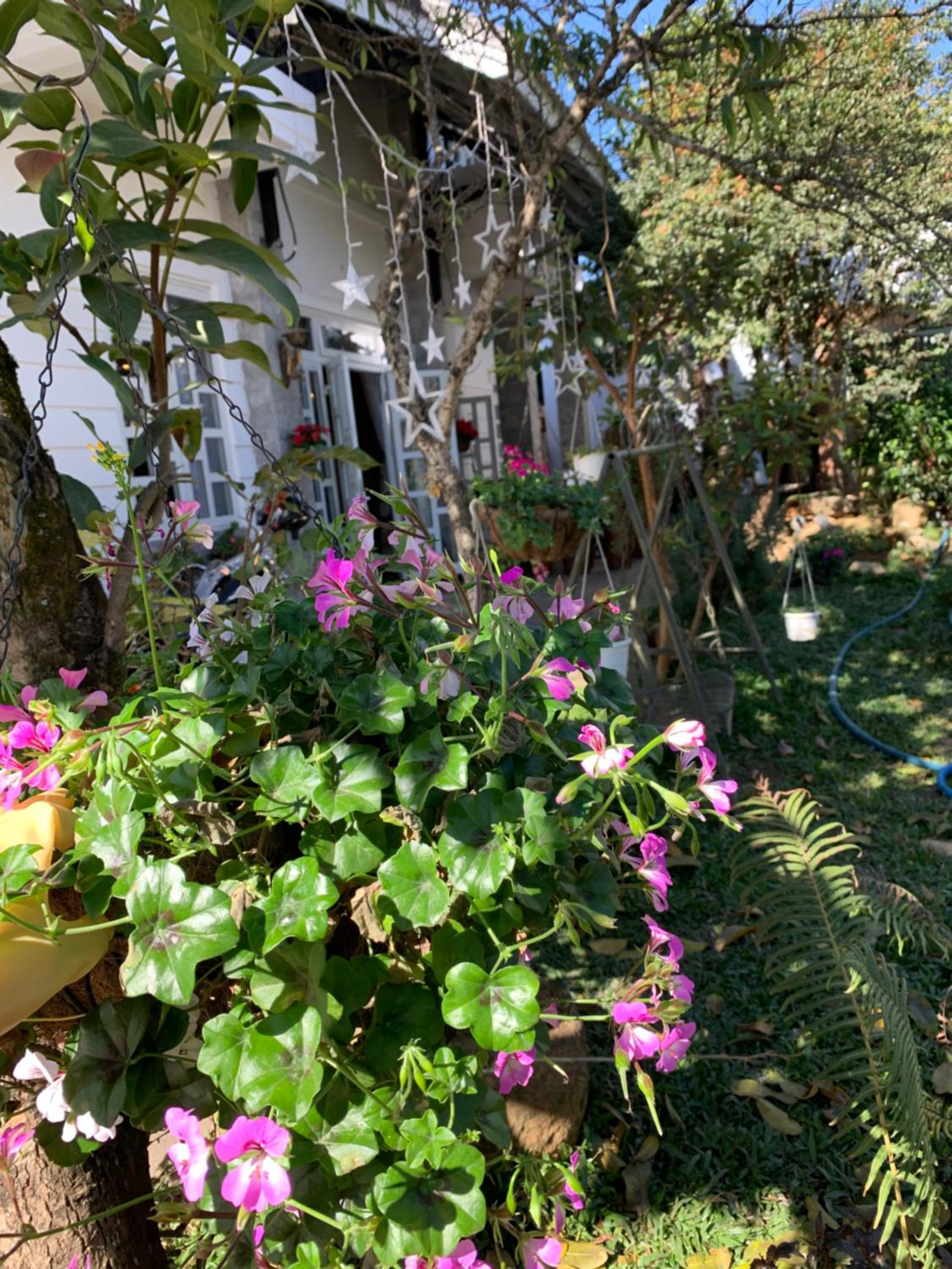 De Daisy Villa Homestay