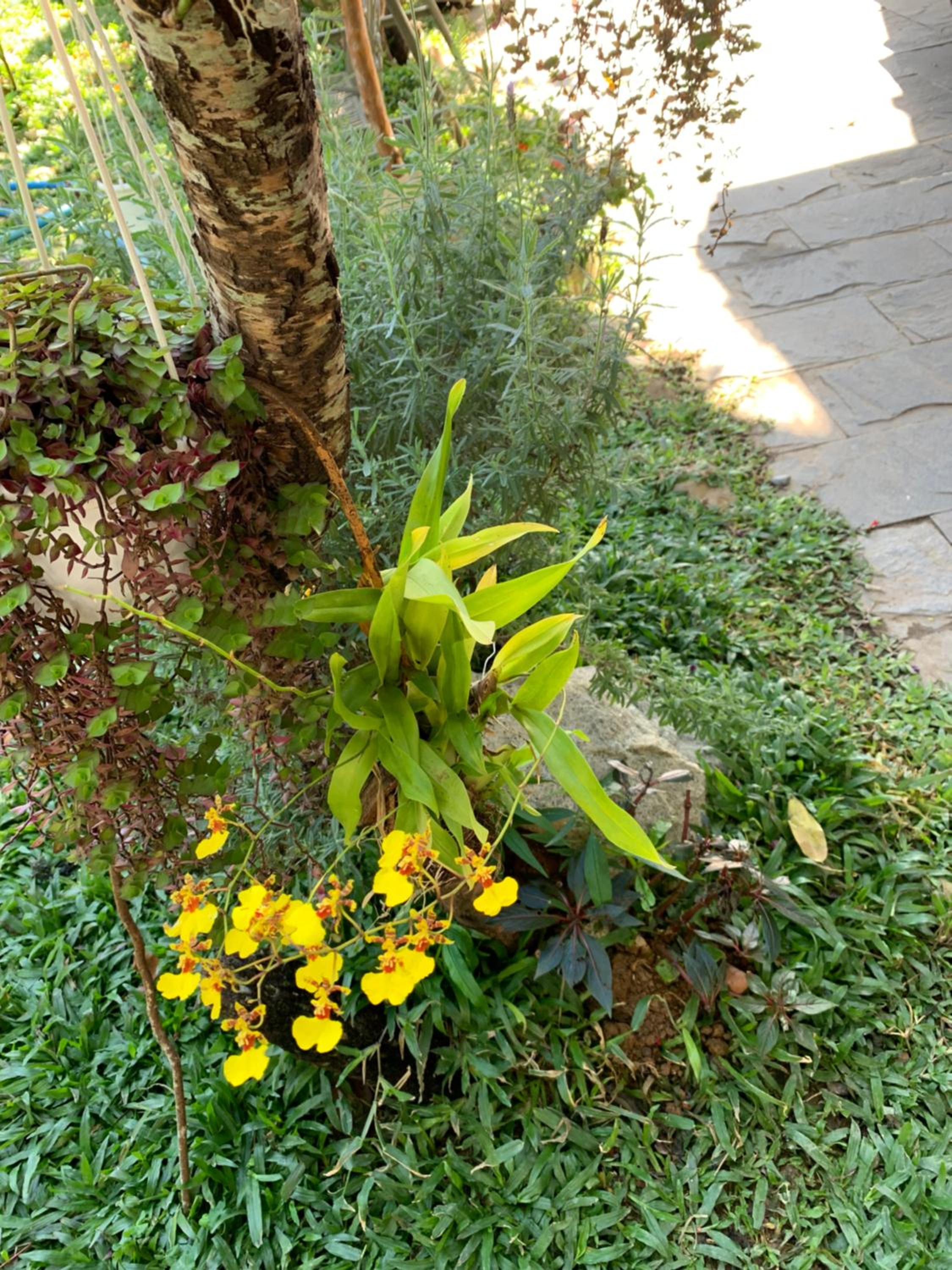De Daisy Villa Homestay