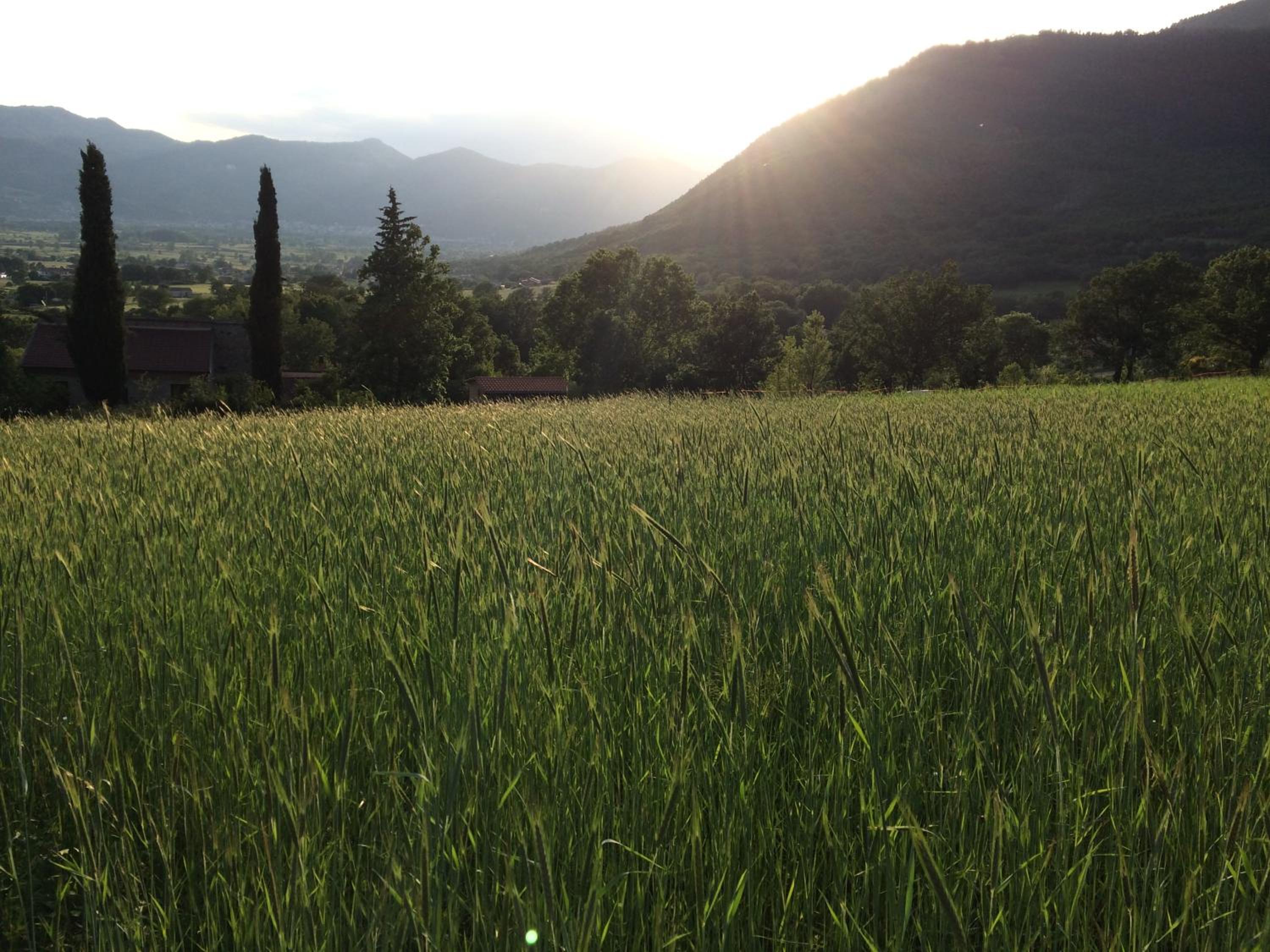 Azienda Agricola Il Querceto