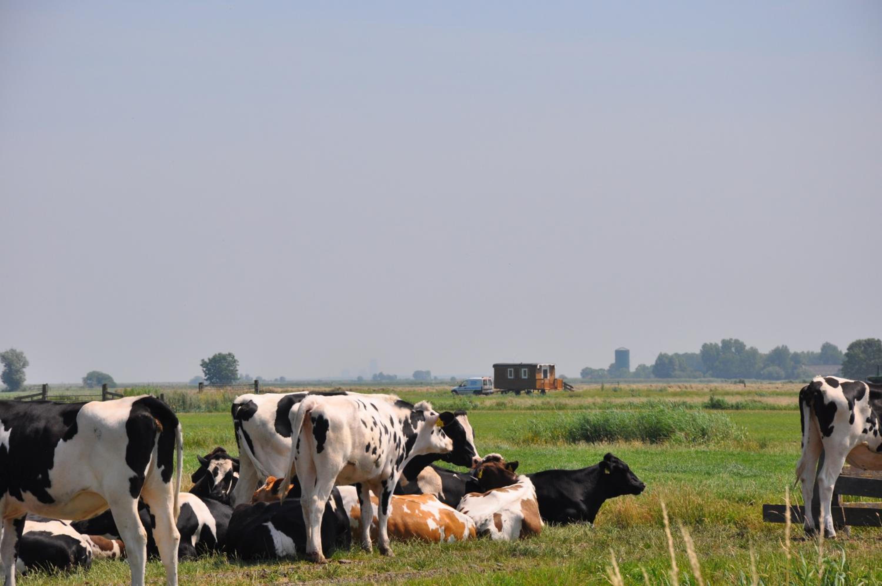 Your Cozy Waggon at the Cows' Paradise