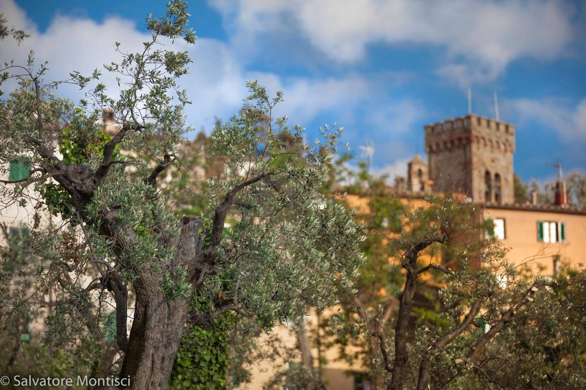 Acacia casetta con giardino