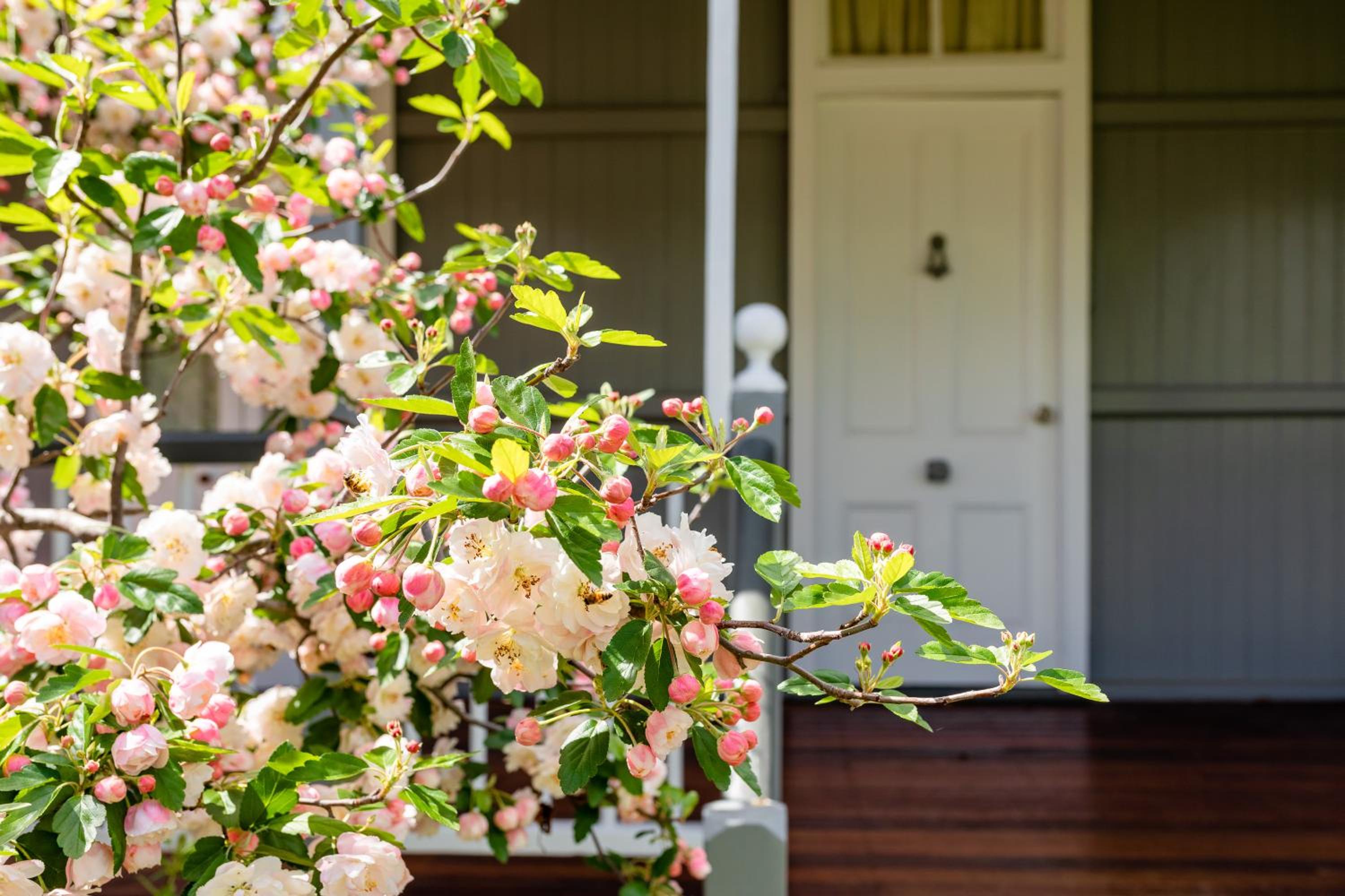 Apple Blossom Cottages