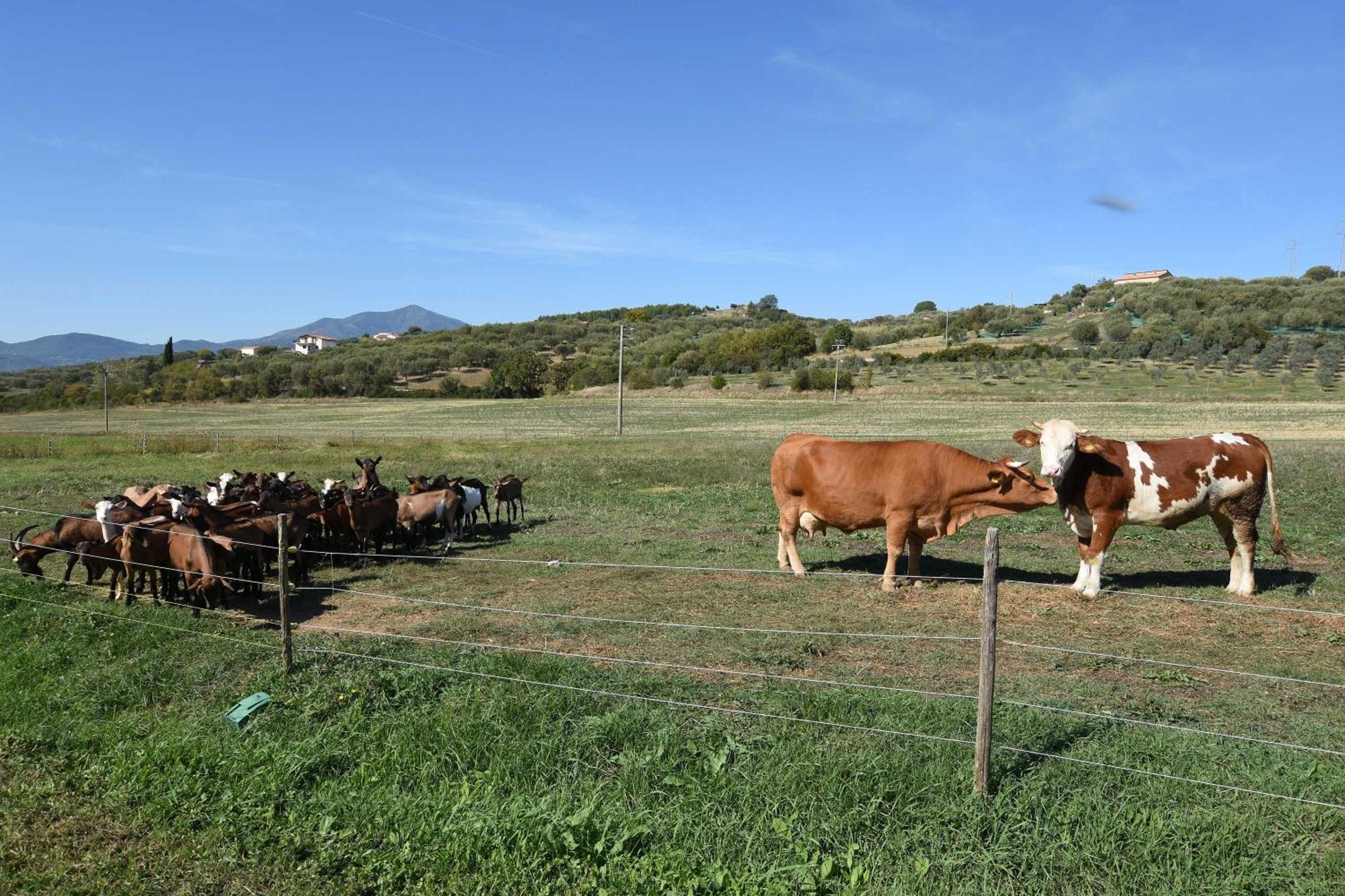 Agriturismo La Petrosa