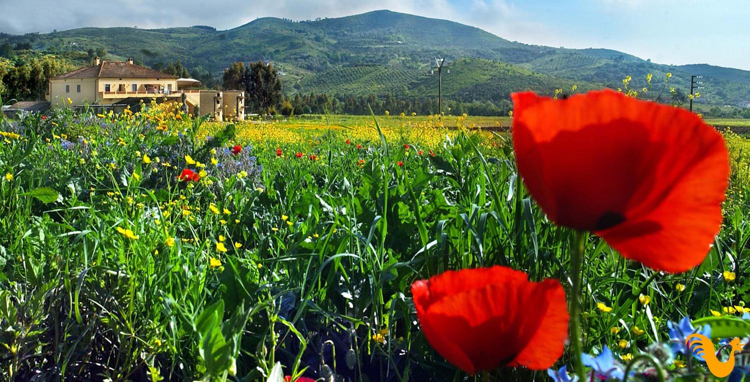 Agriturismo La Petrosa