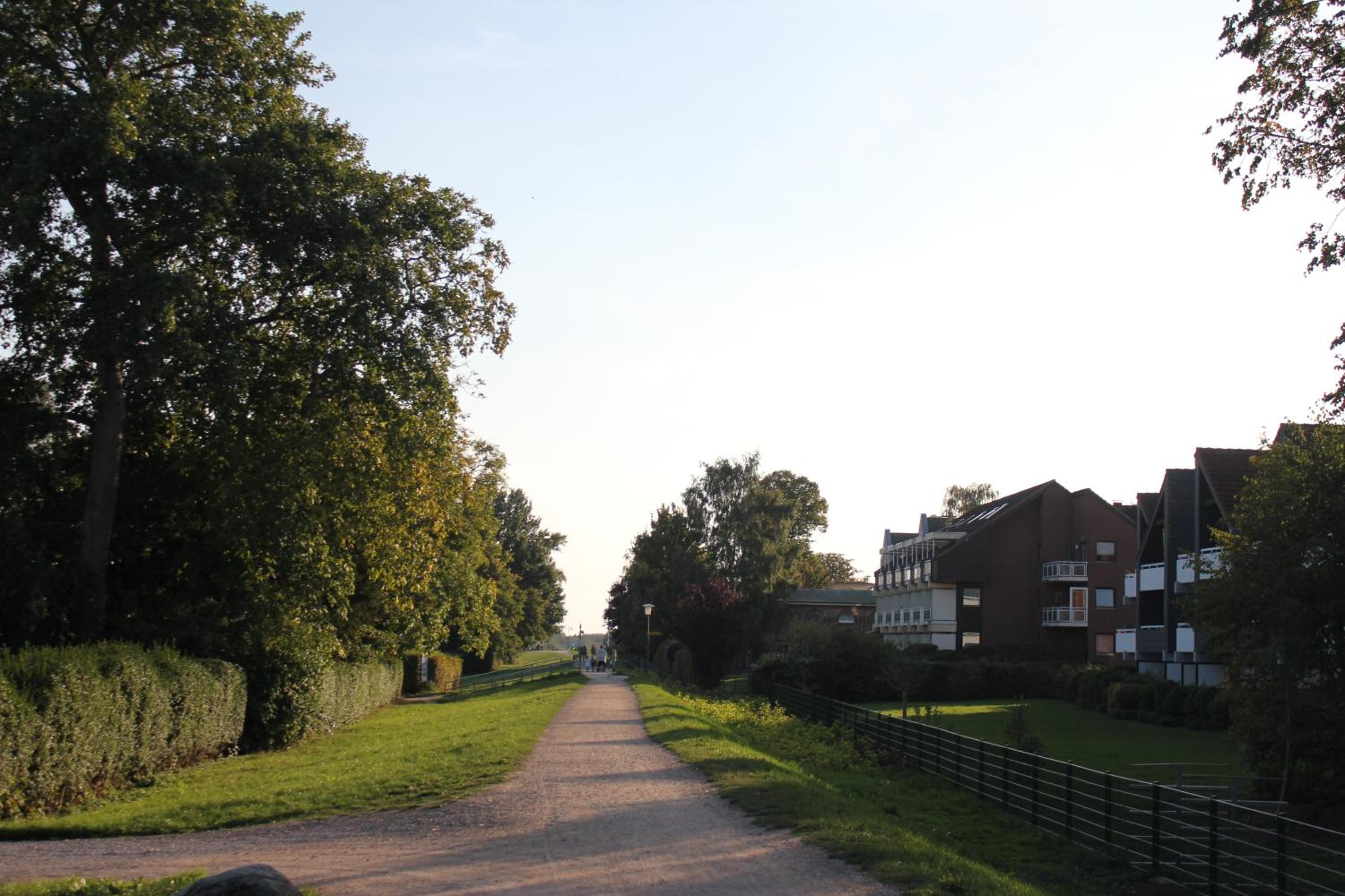 Silbermöwe im Kirschgarten