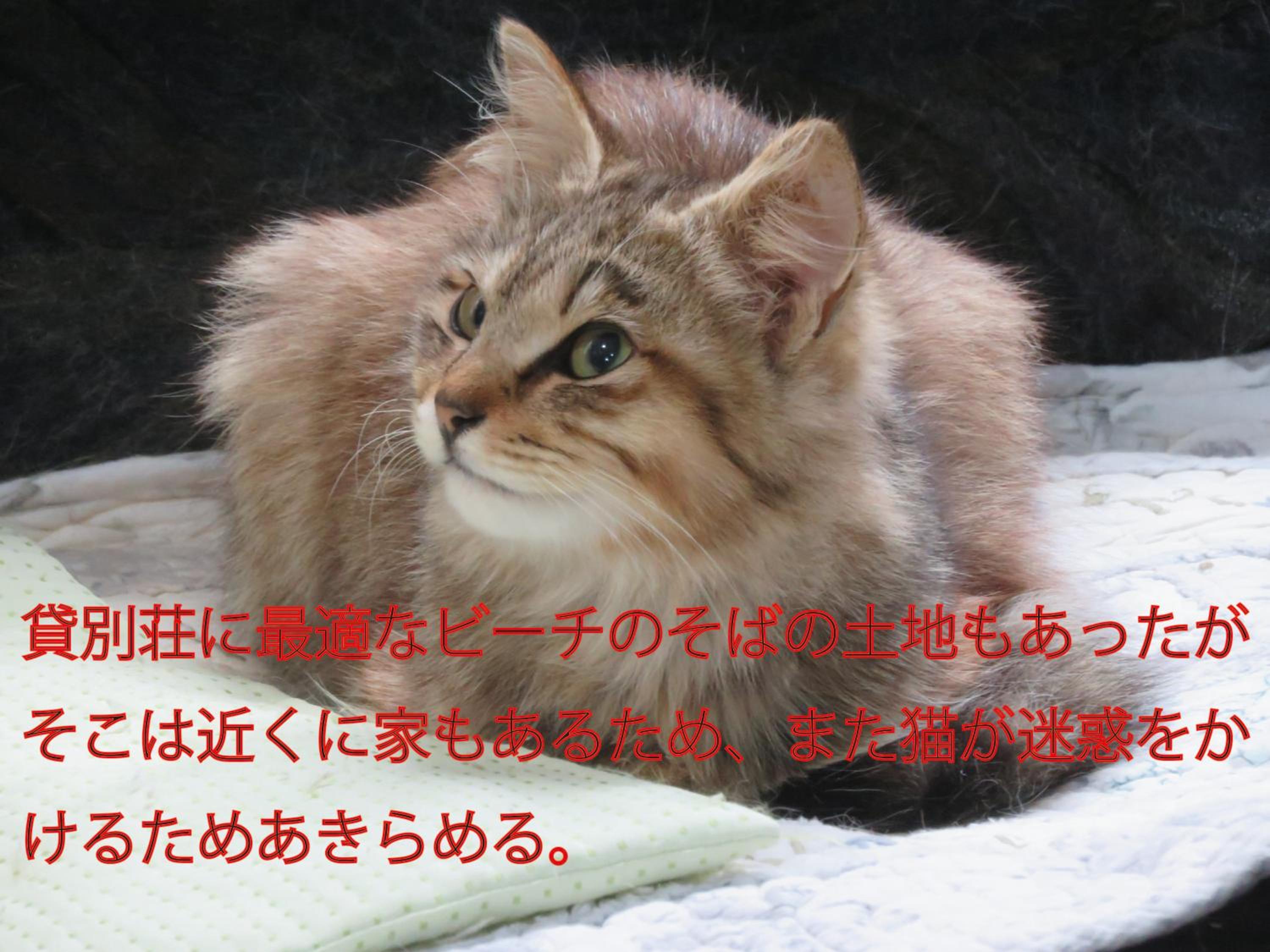 Photo 77