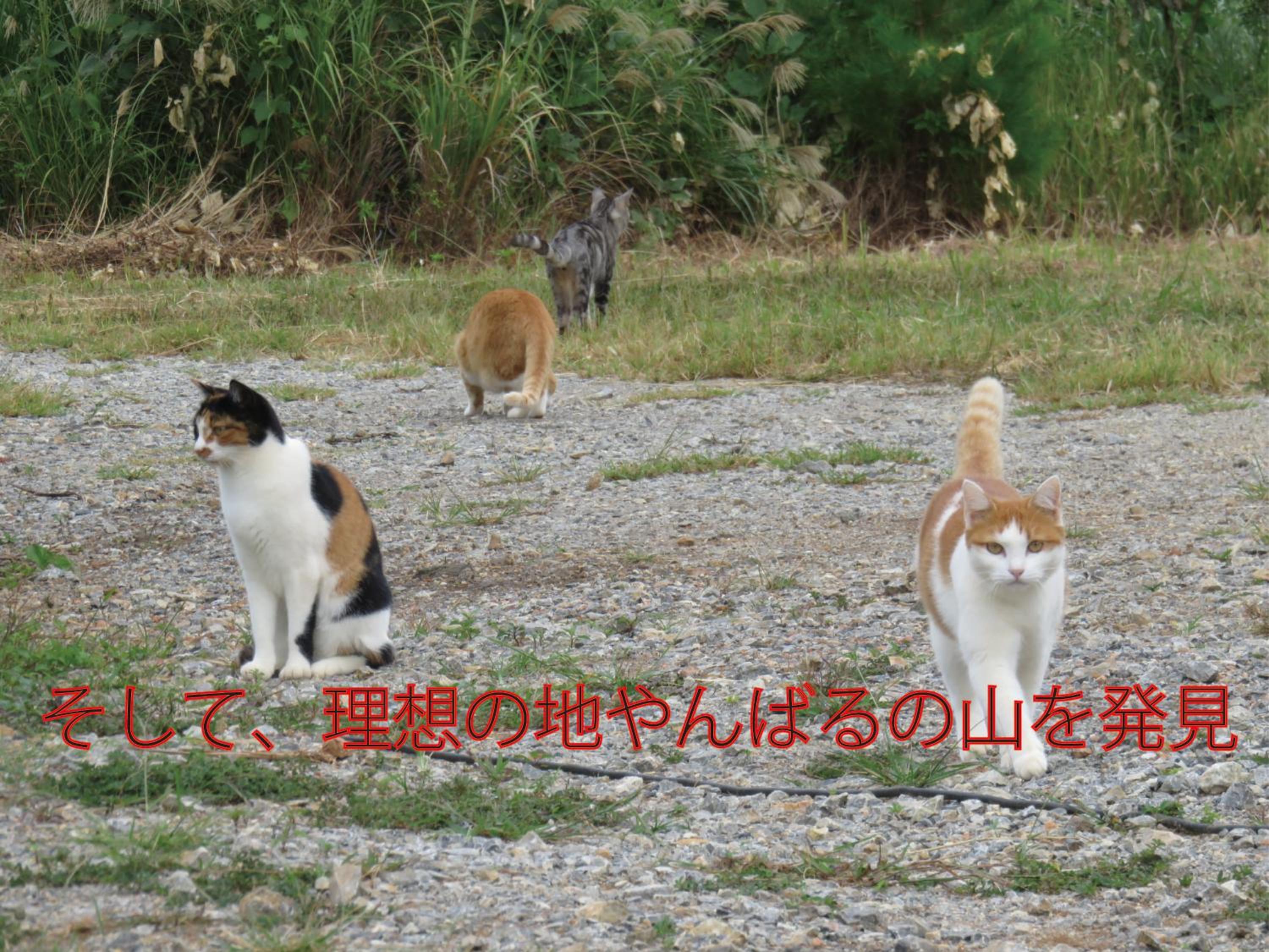 Photo 78