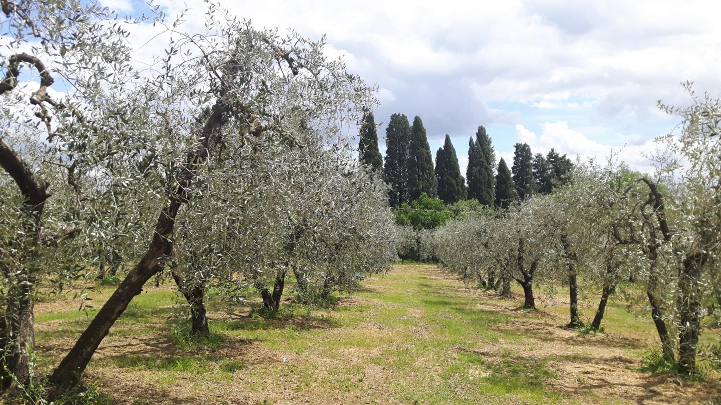Agriturismo Podere Sertofano